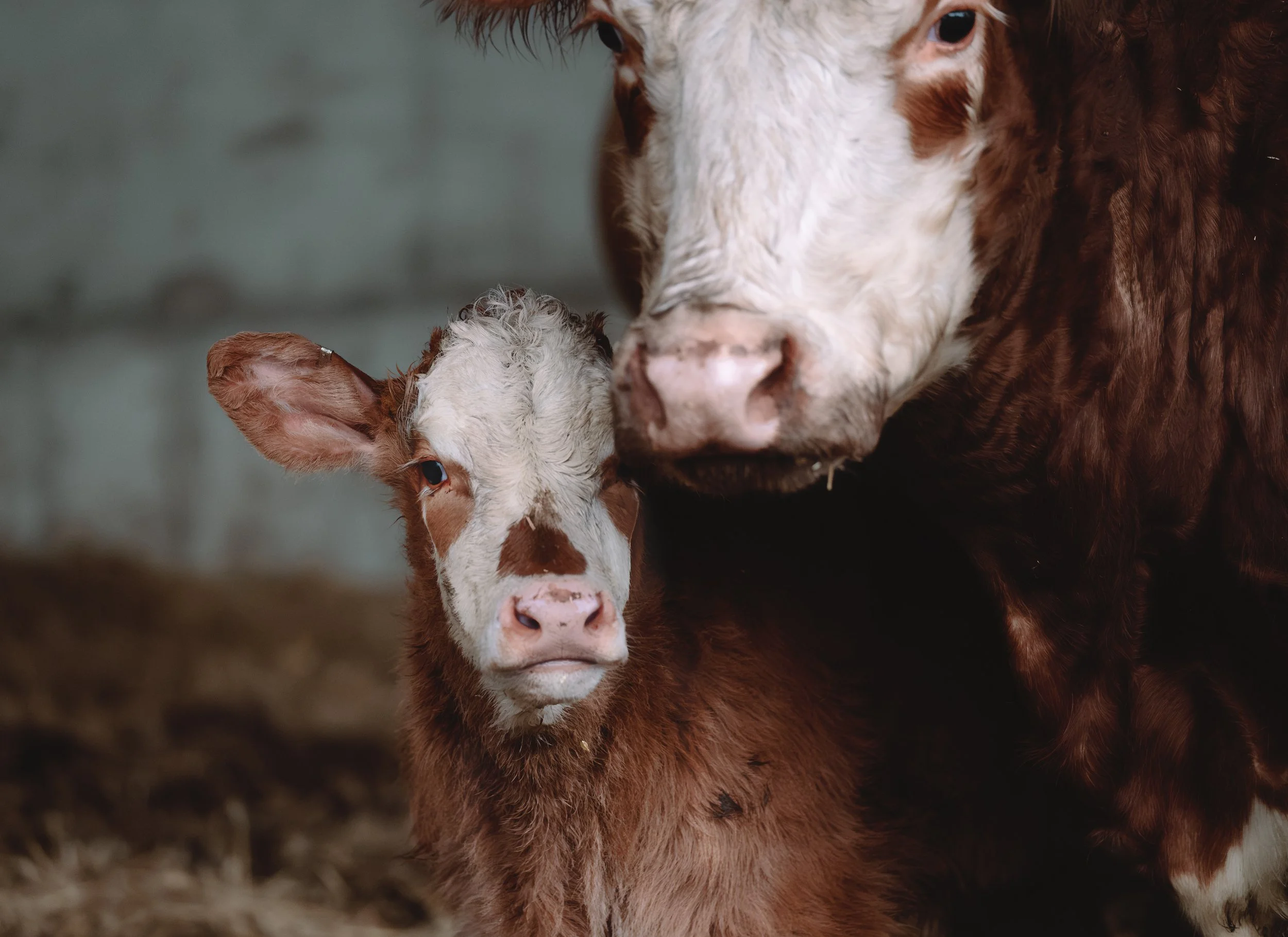 Close-up of a cow and a calf in a barn. The calf has light fur with darker patches and big ears. The cow has a brown and white face with dark eyes.