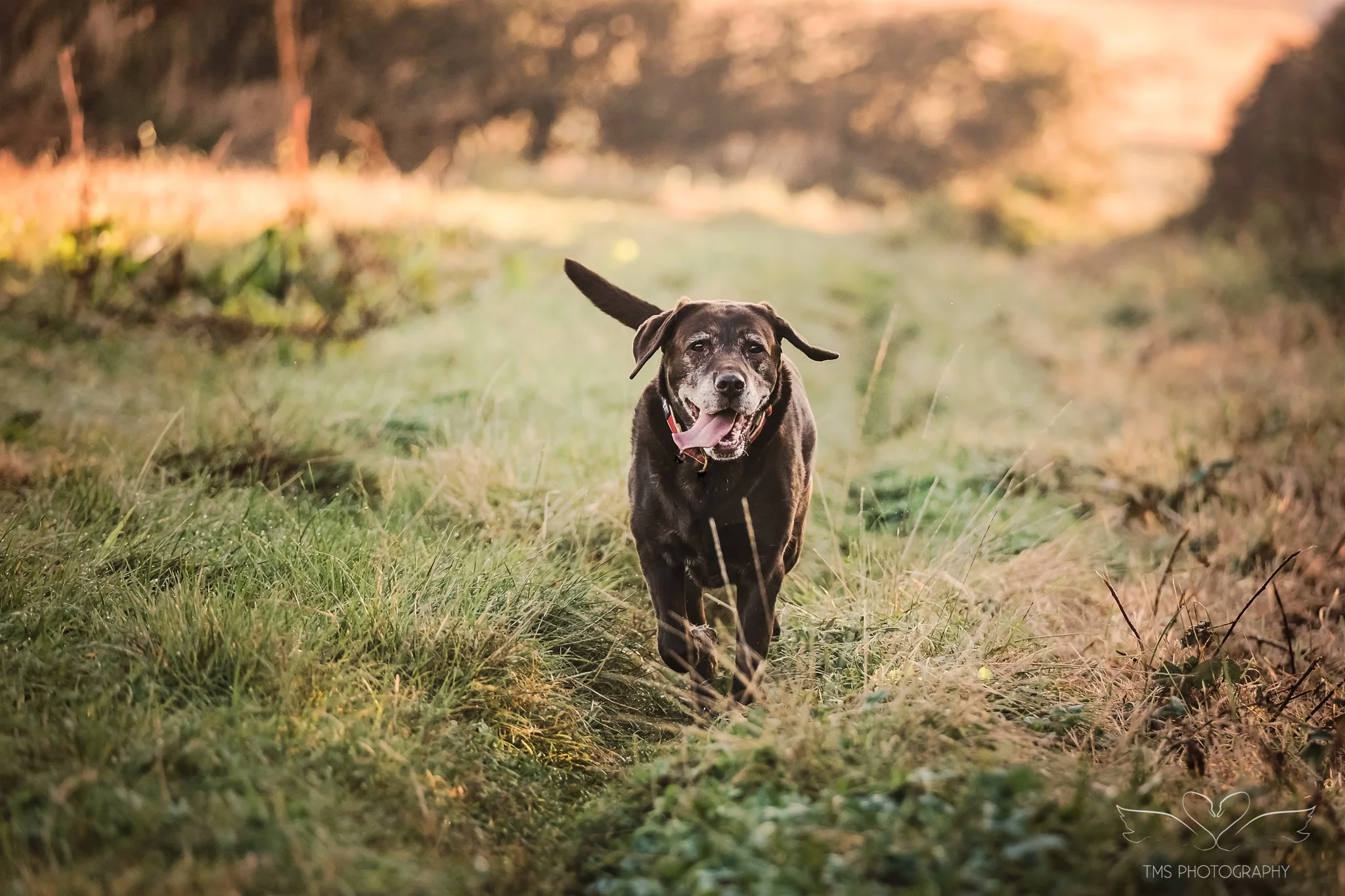 Chocolate Labrador walking through a meadow early dawn in Hartshorne