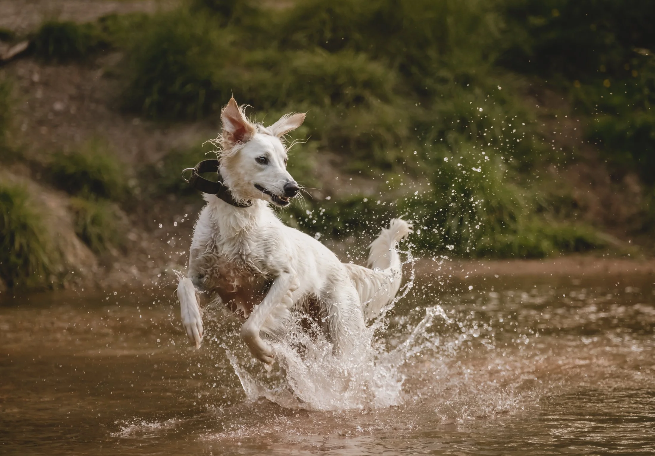 A white dog running in water with splashes, surrounded by green foliage.