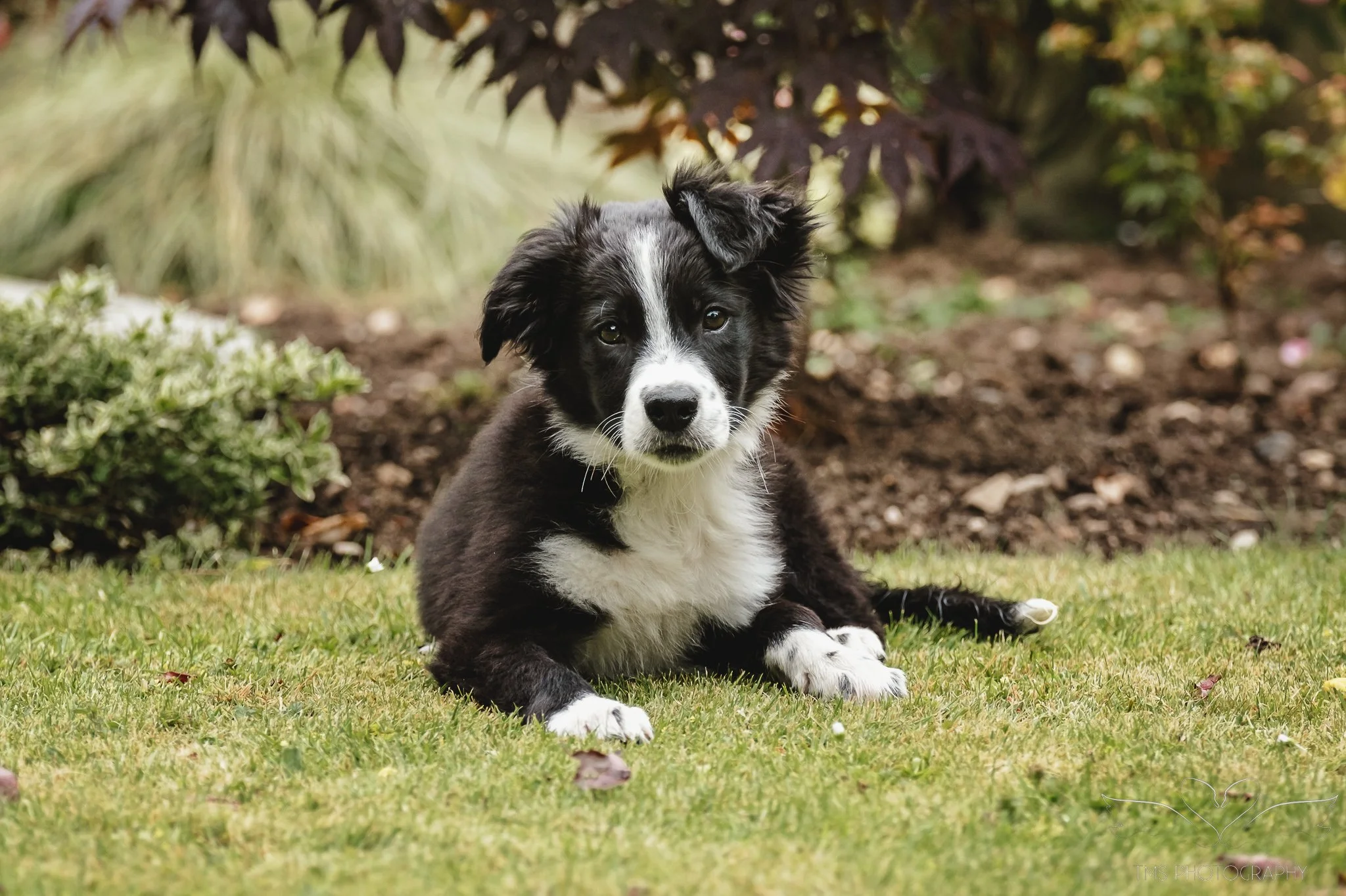 Border Collie puppy lying on the lawn