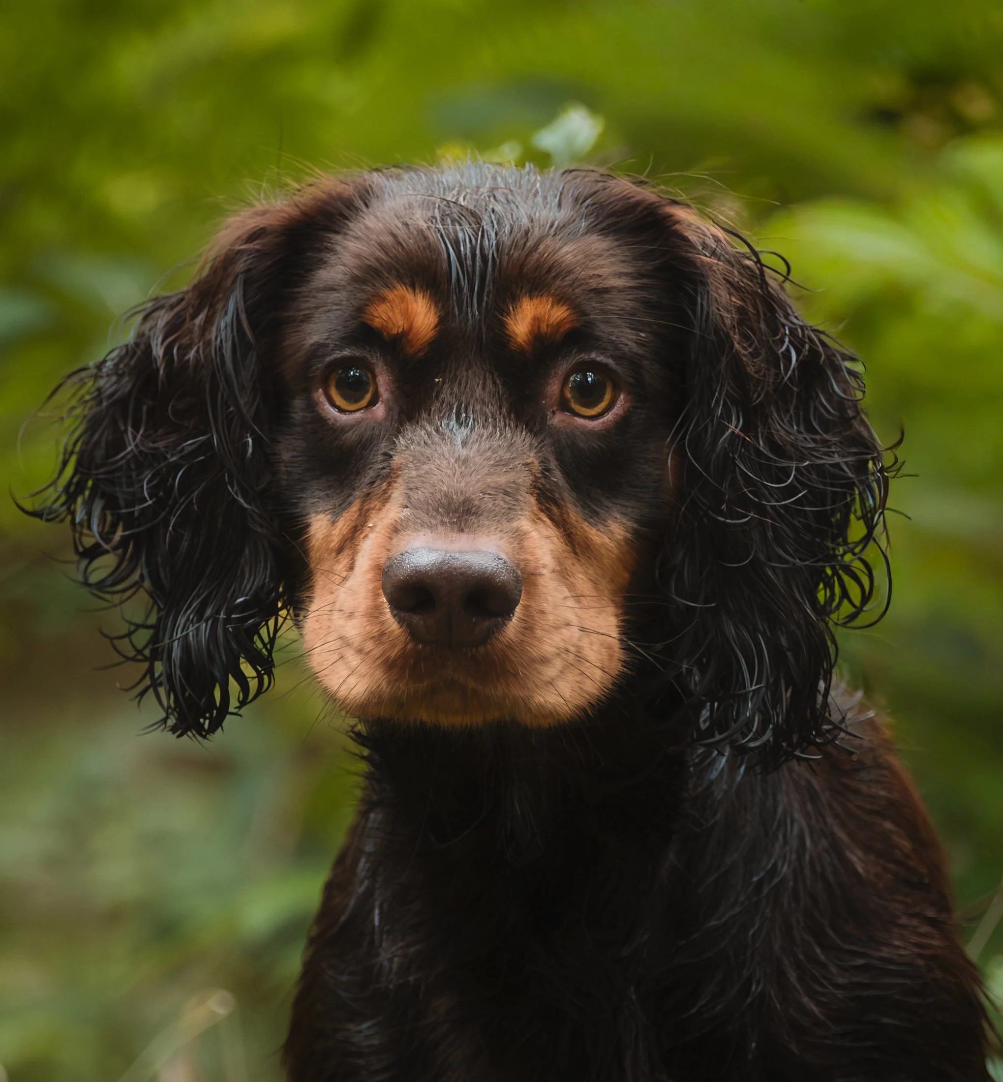 Brown and Tan Cocker Spaniel