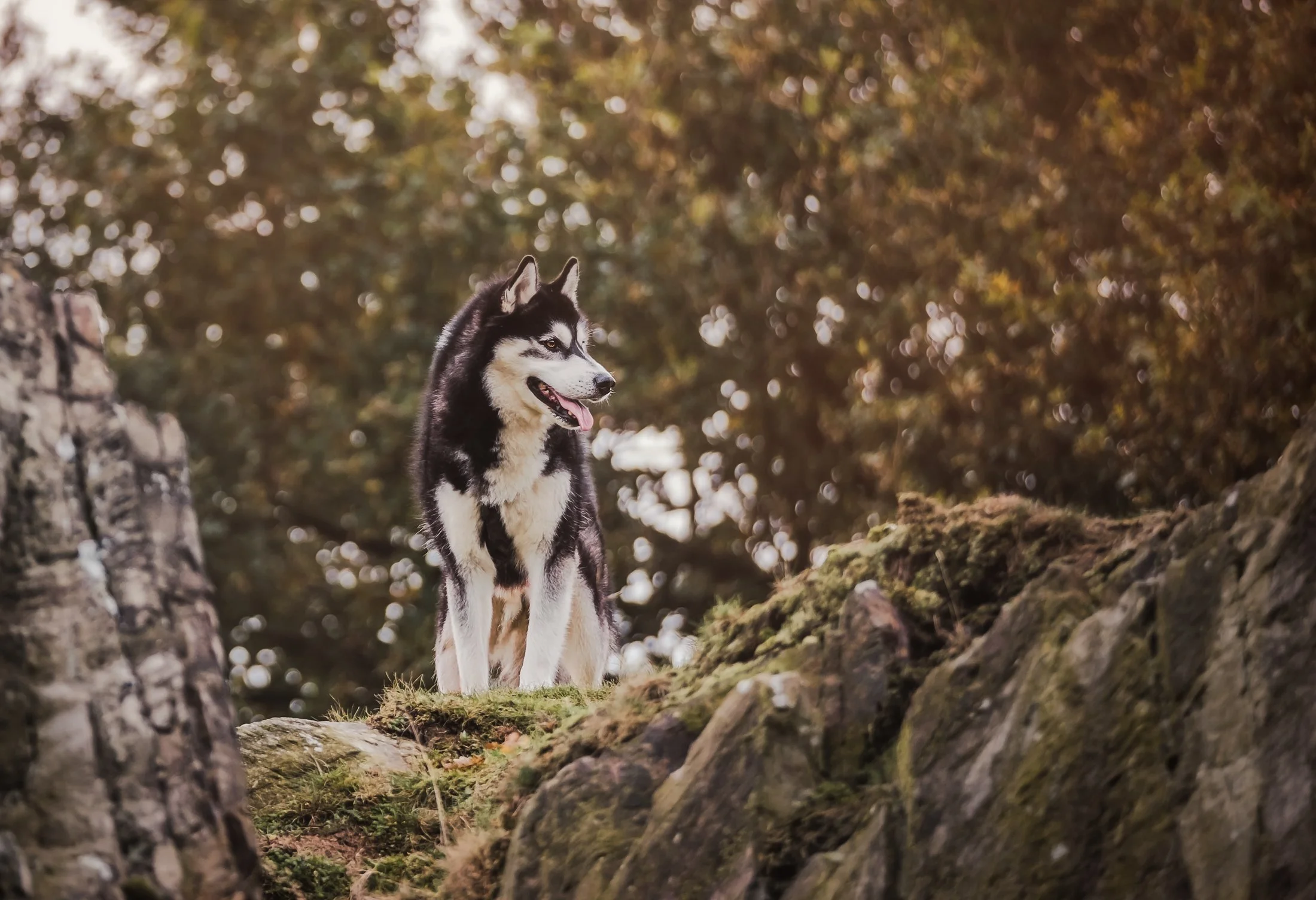 Autumn Husky Photoshoot at Beacon Hill Country Park