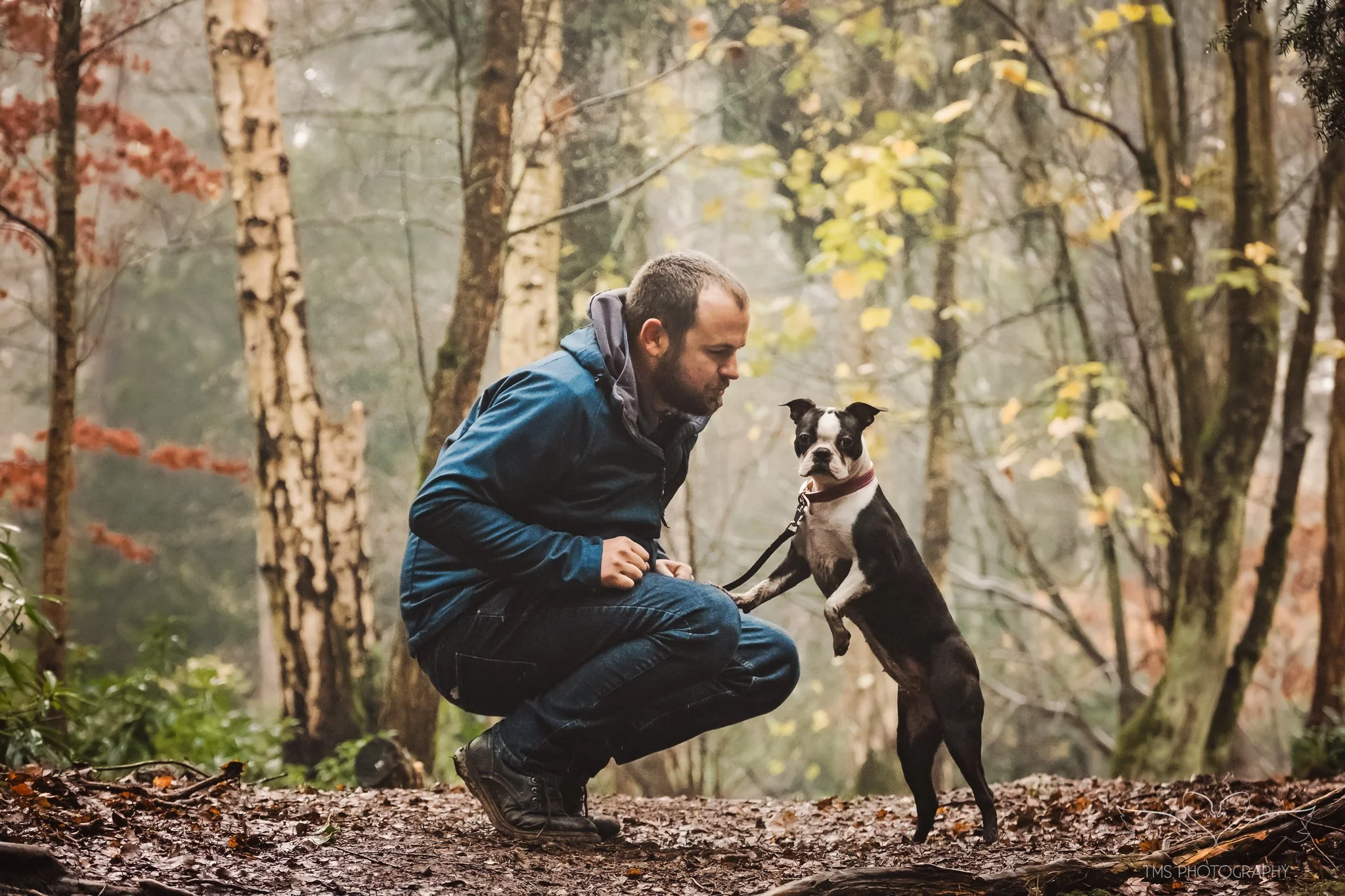 Boston Terrier Photoshoot at Elvaston Country Park | Edna’s Dog Photography Session