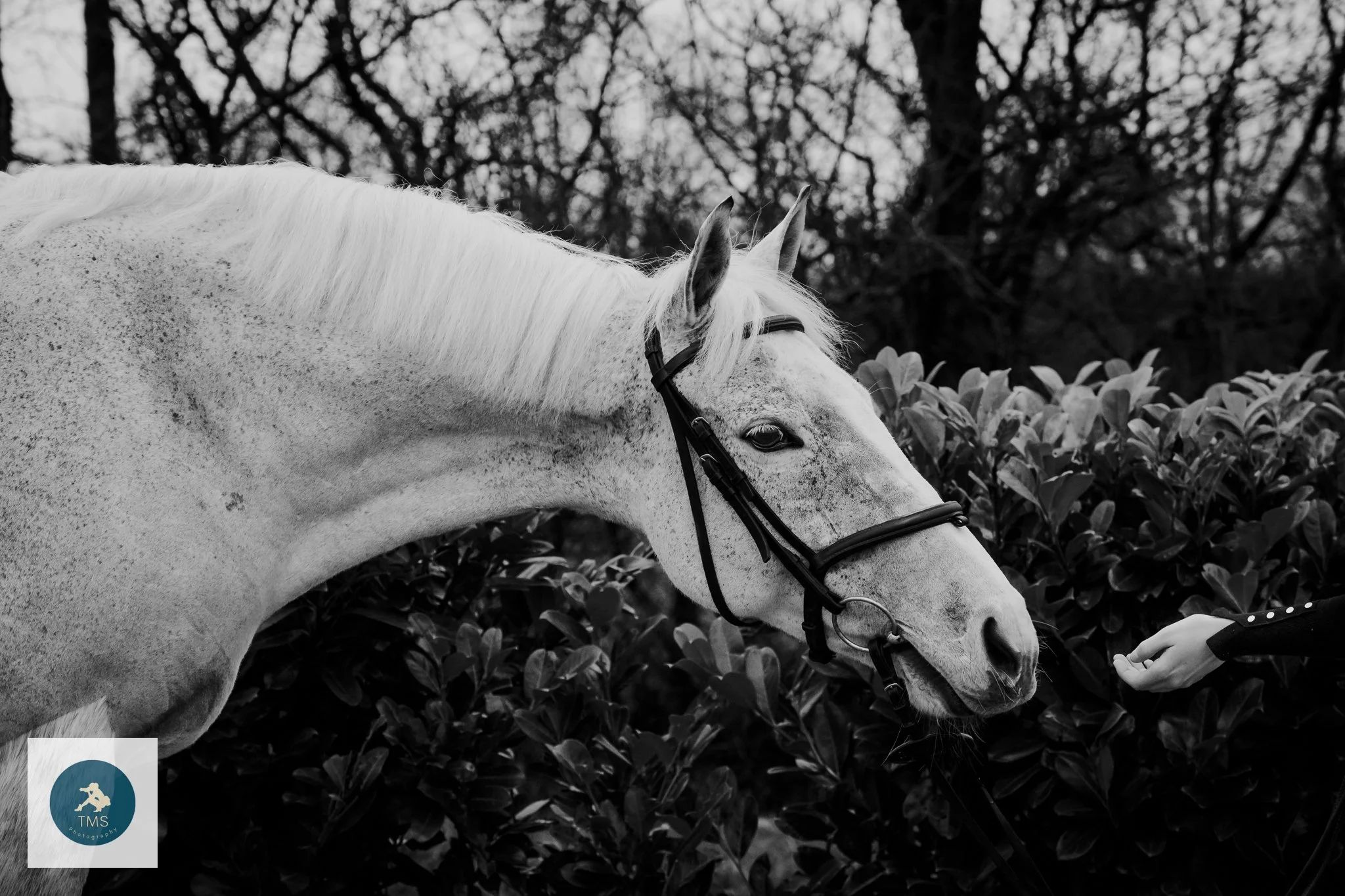 An-Equine-Photoshoot-Heathfield-Rebel-Markfield-17.jpg