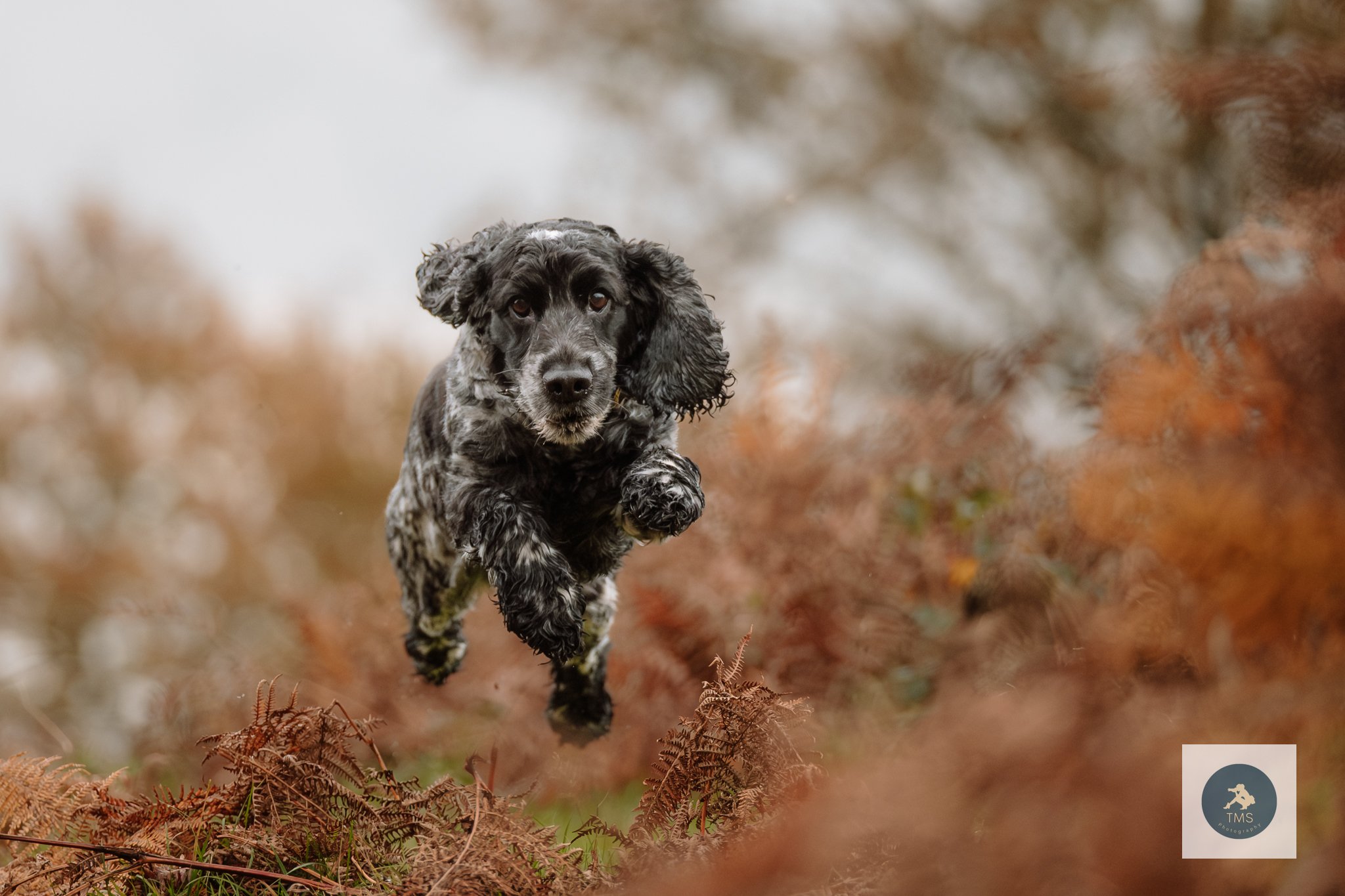 Spaniel-Dog-Photography-Leicestershire-33.jpg