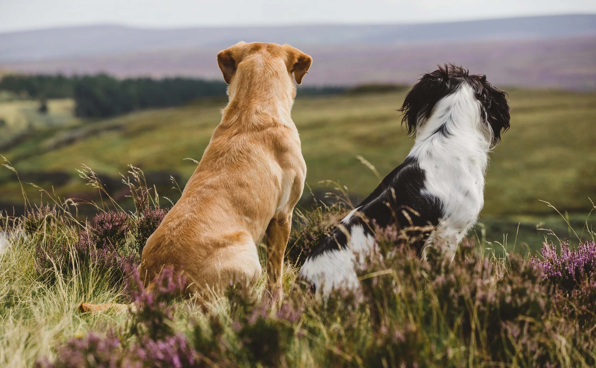 Why So Many Photo Galleries Are Loved… But Never Purchased From