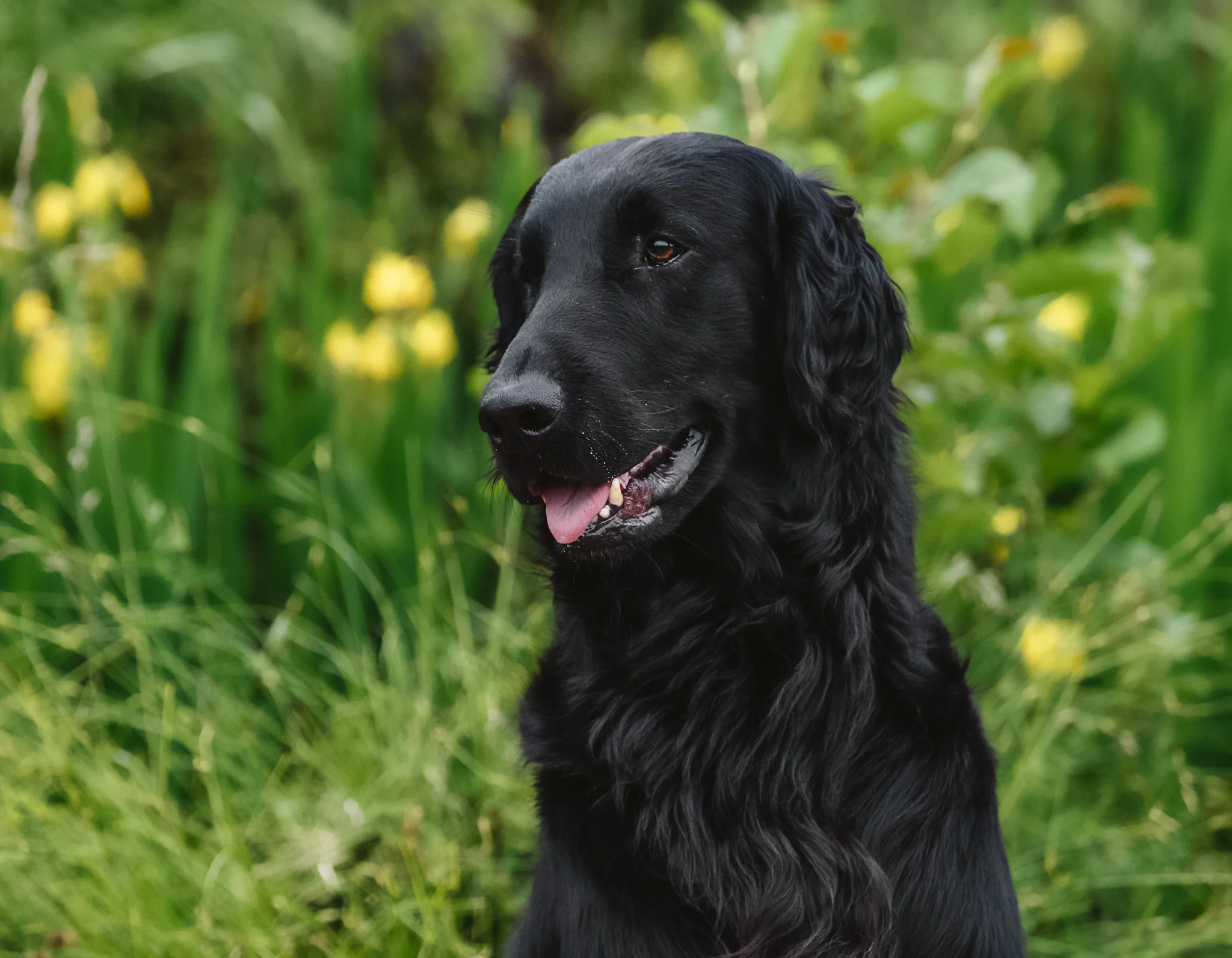 Flat-Coat-Retrievers-Dog-Photography-25.jpg