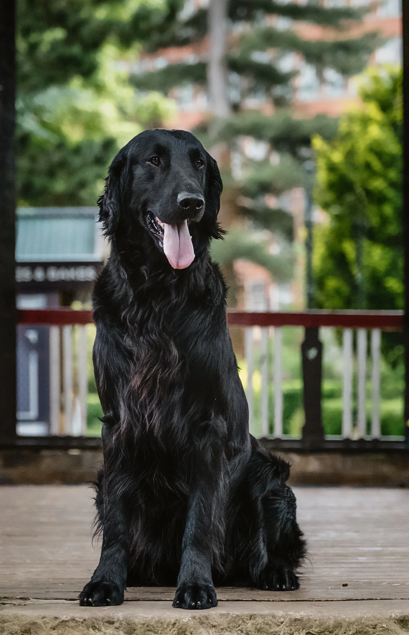 Flat-Coat-Retrievers-Dog-Photography-26.jpg