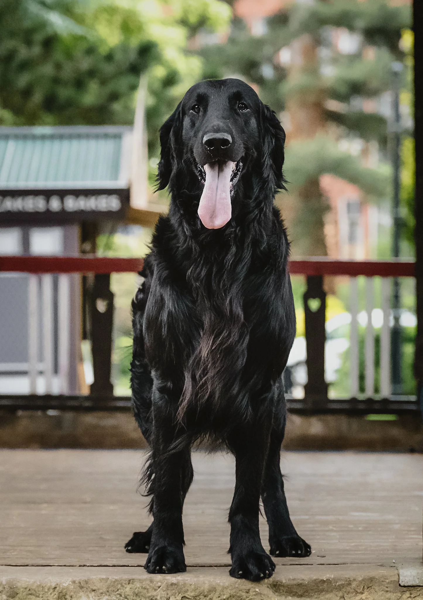 Flat-Coat-Retrievers-Dog-Photography-27.jpg