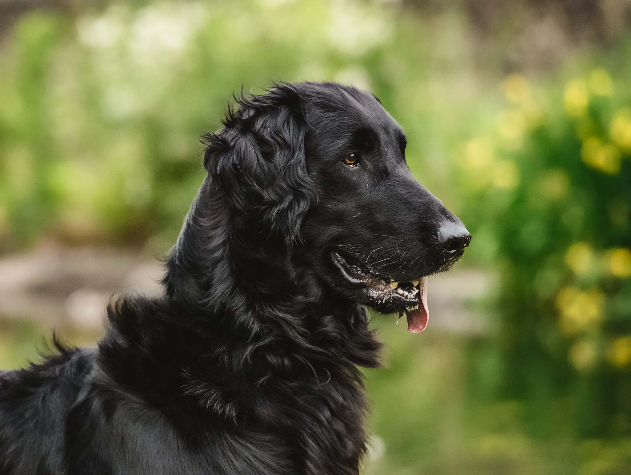Flat-Coat-Retrievers-Dog-Photography-29.jpg
