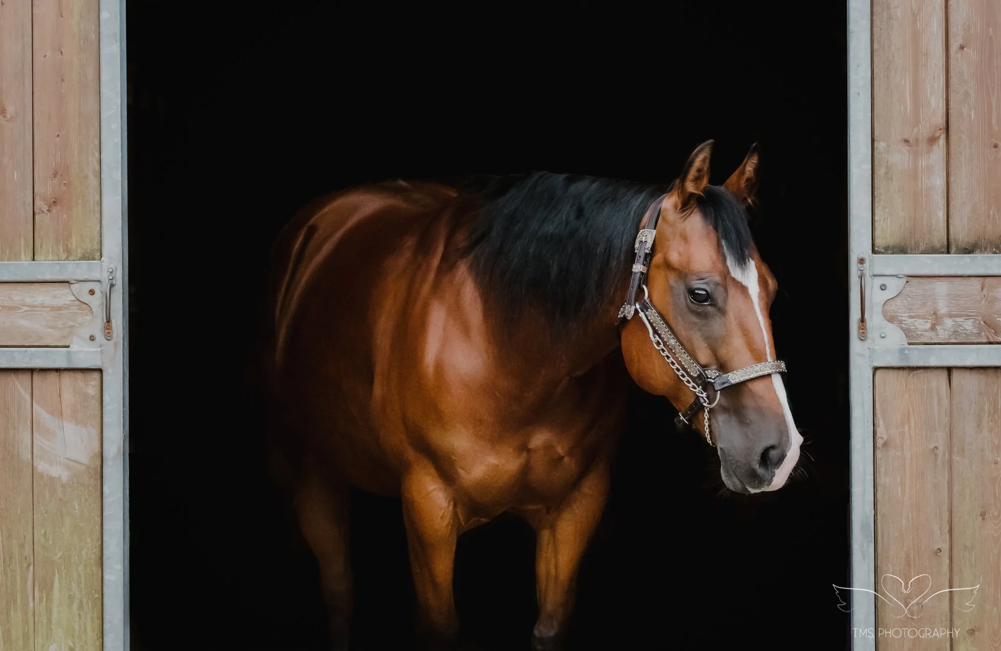 Celebrating the Bond: Arya the American Quarter Horse and Her Human