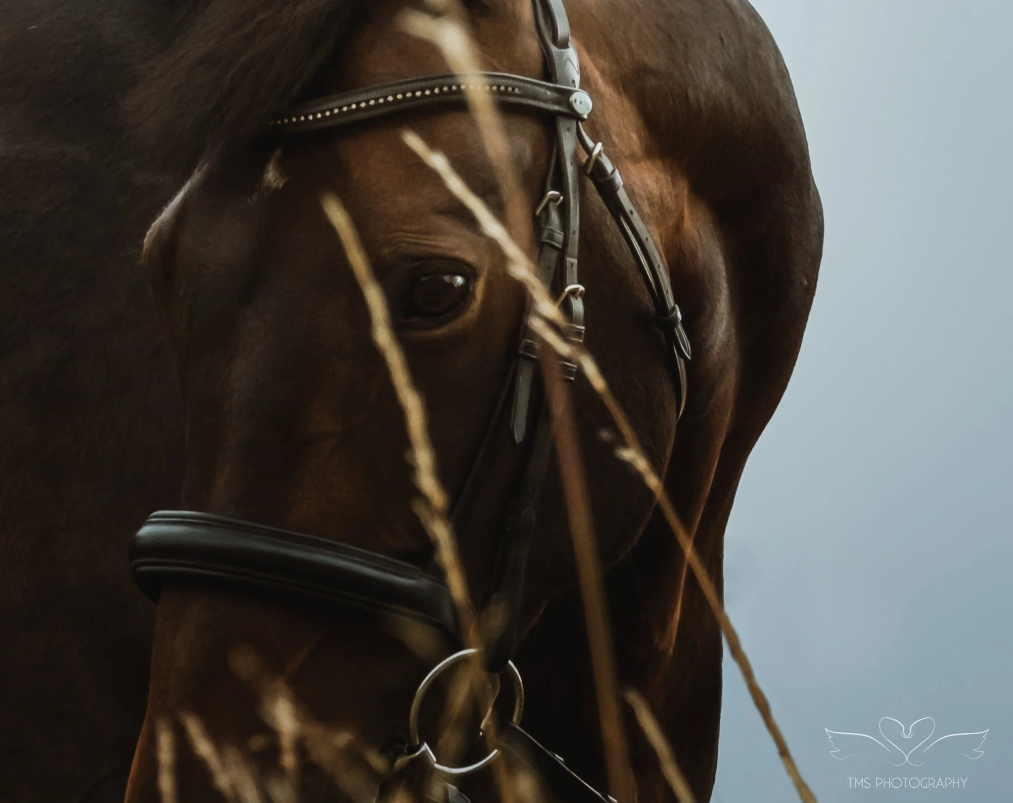 Foremark Reservoir Equine Photography — Stormy Skies &amp; Soulful Bonds