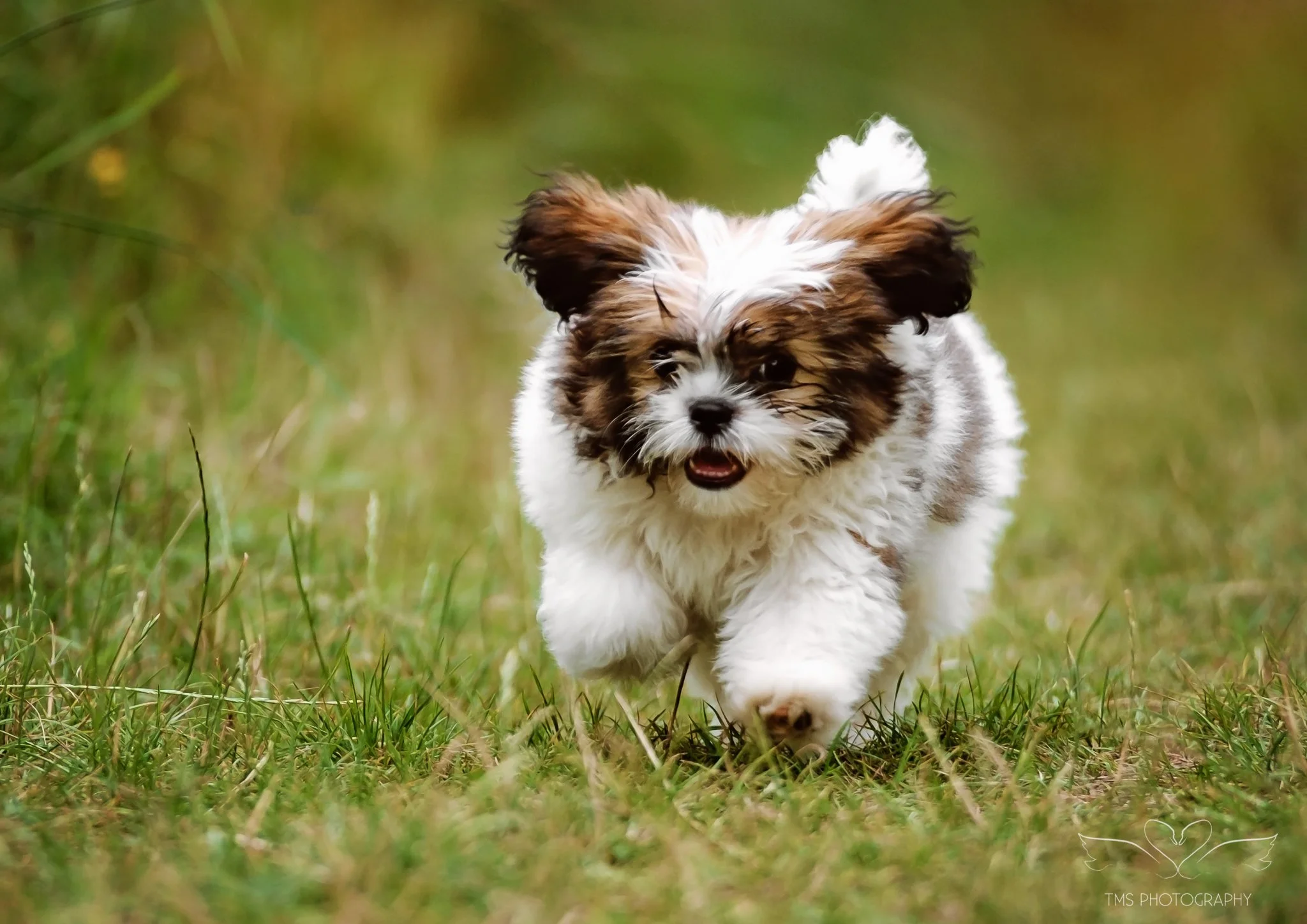A Summer Meadow Adventure with Poppy the Shih Tzu Cross Puppy