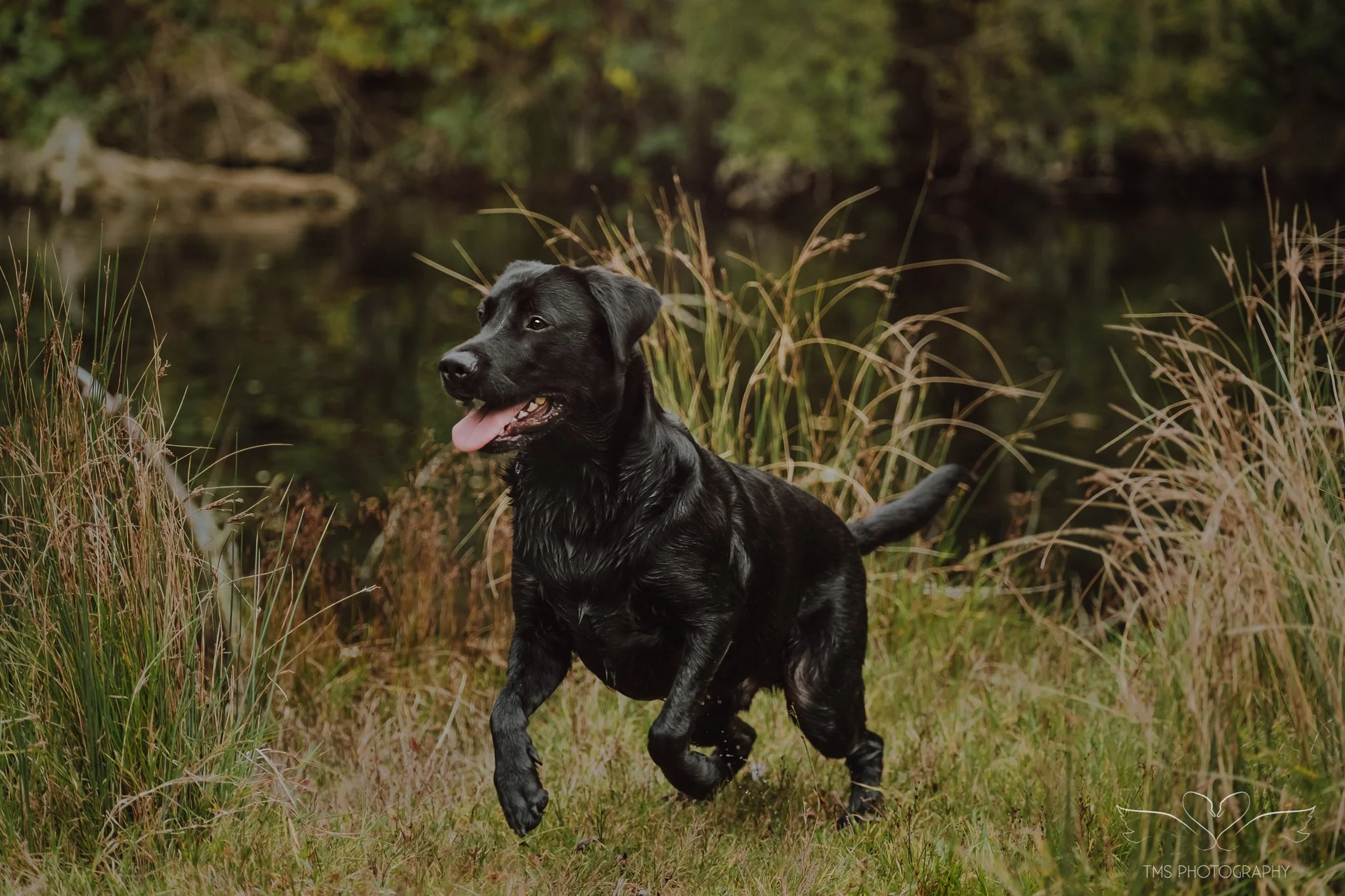 Autumn Adventures with Bob the Labrador in Ticknall