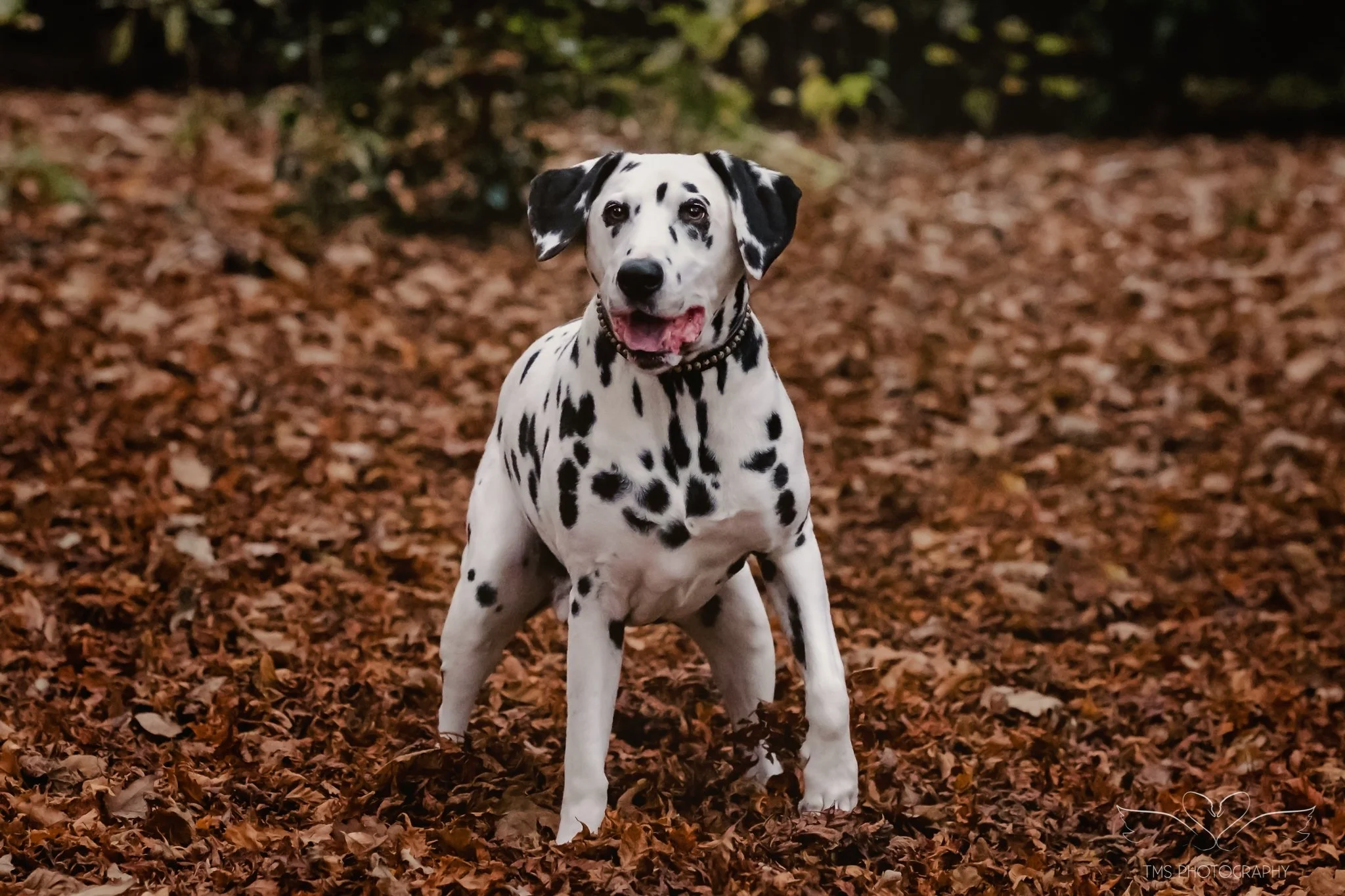 Senior Dog Photoshoot in Derbyshire – Rupert the Dalmatian