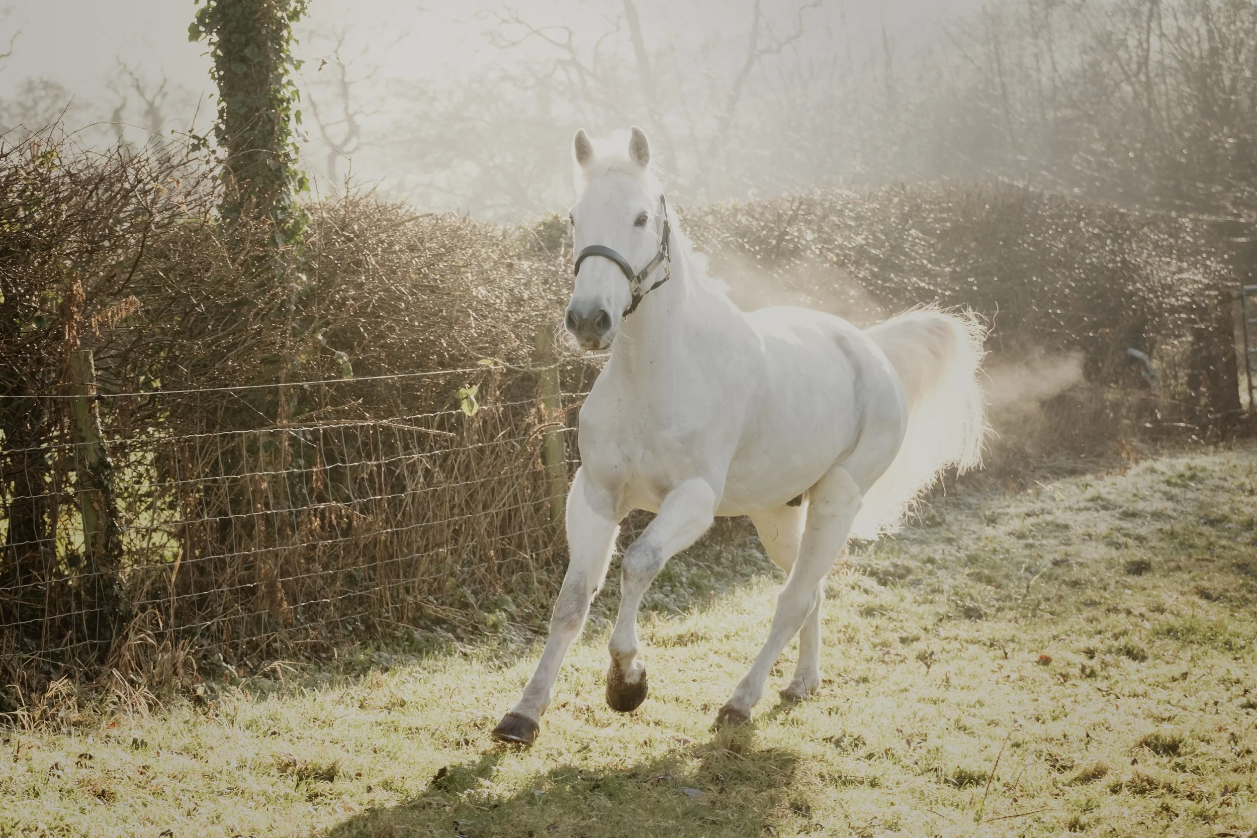 Frosty Morning Horse Photoshoot in Draycott – Tom the Grey Gelding