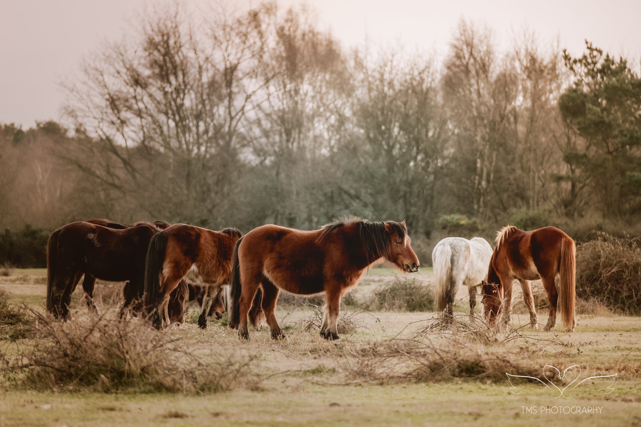 Winter Light in the New Forest: Photographing Wild Ponies at Sunset