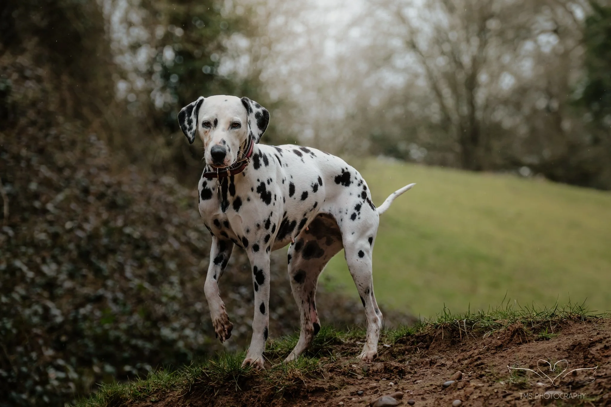 Letting Dogs Be Dogs: A Relaxed Dalmatian Photoshoot in Derbyshire