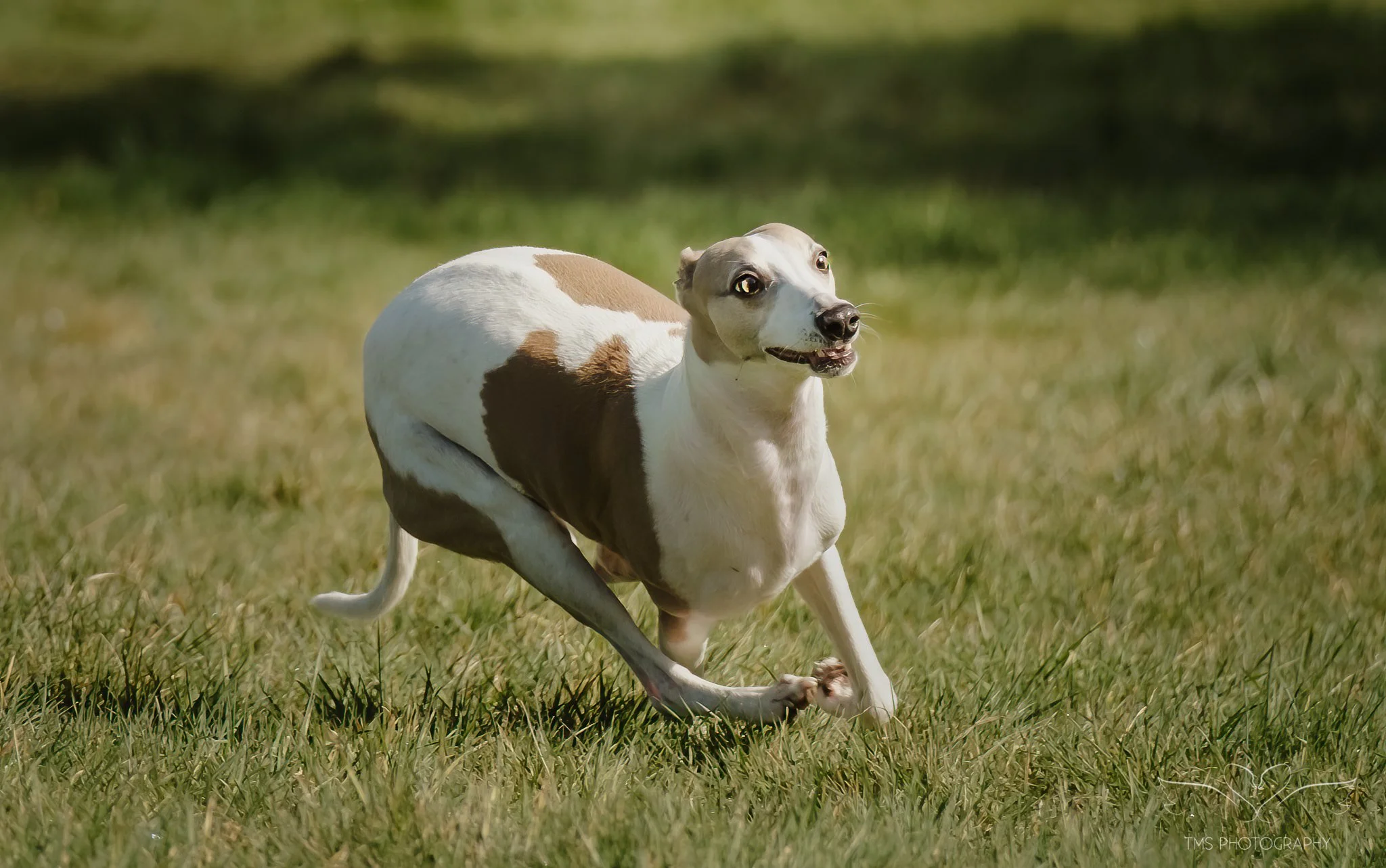Floyd the Whippet: A Natural Dog Photoshoot in Overseal, Derbyshire