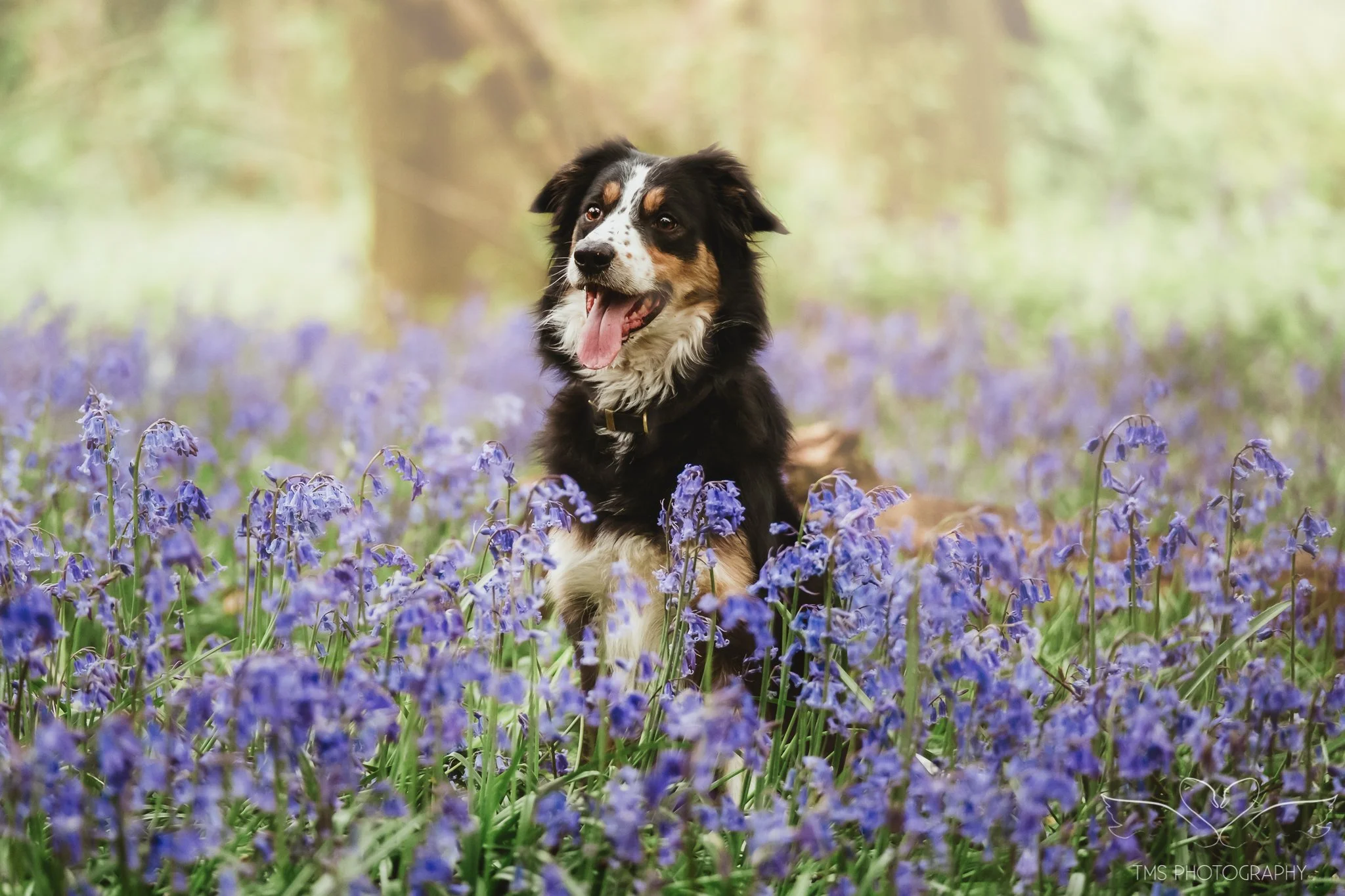 Bluebells &amp; Portraits | A Woodland Dog Photoshoot with Noodle the Welsh Collie