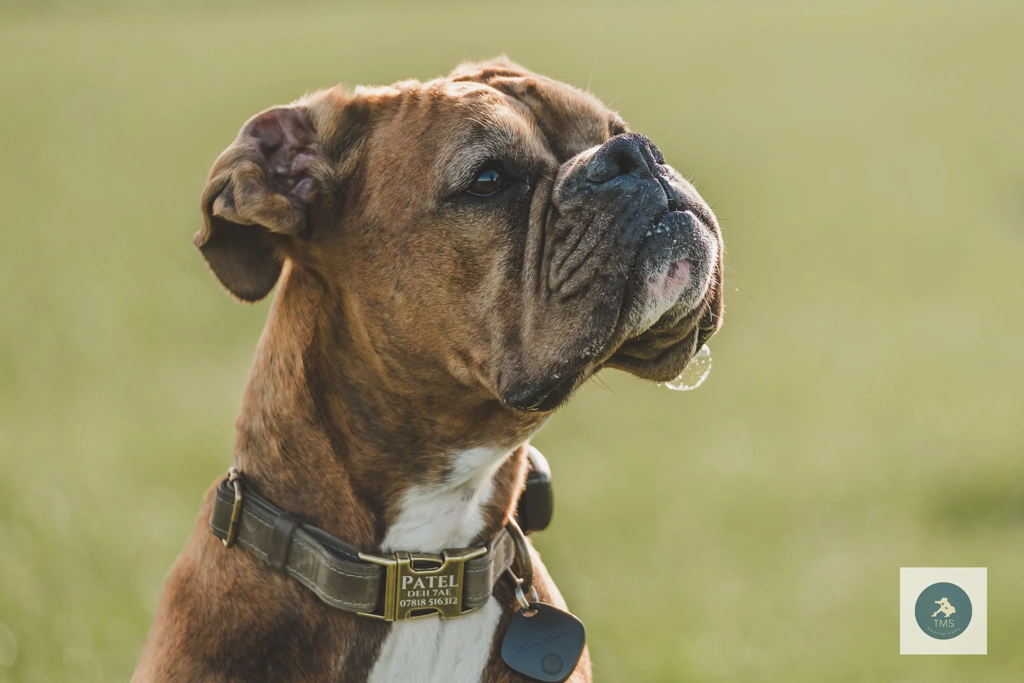 Summer Dog Photoshoots — Why Early Morning &amp; Evening Sessions Are Perfect for Your Dog