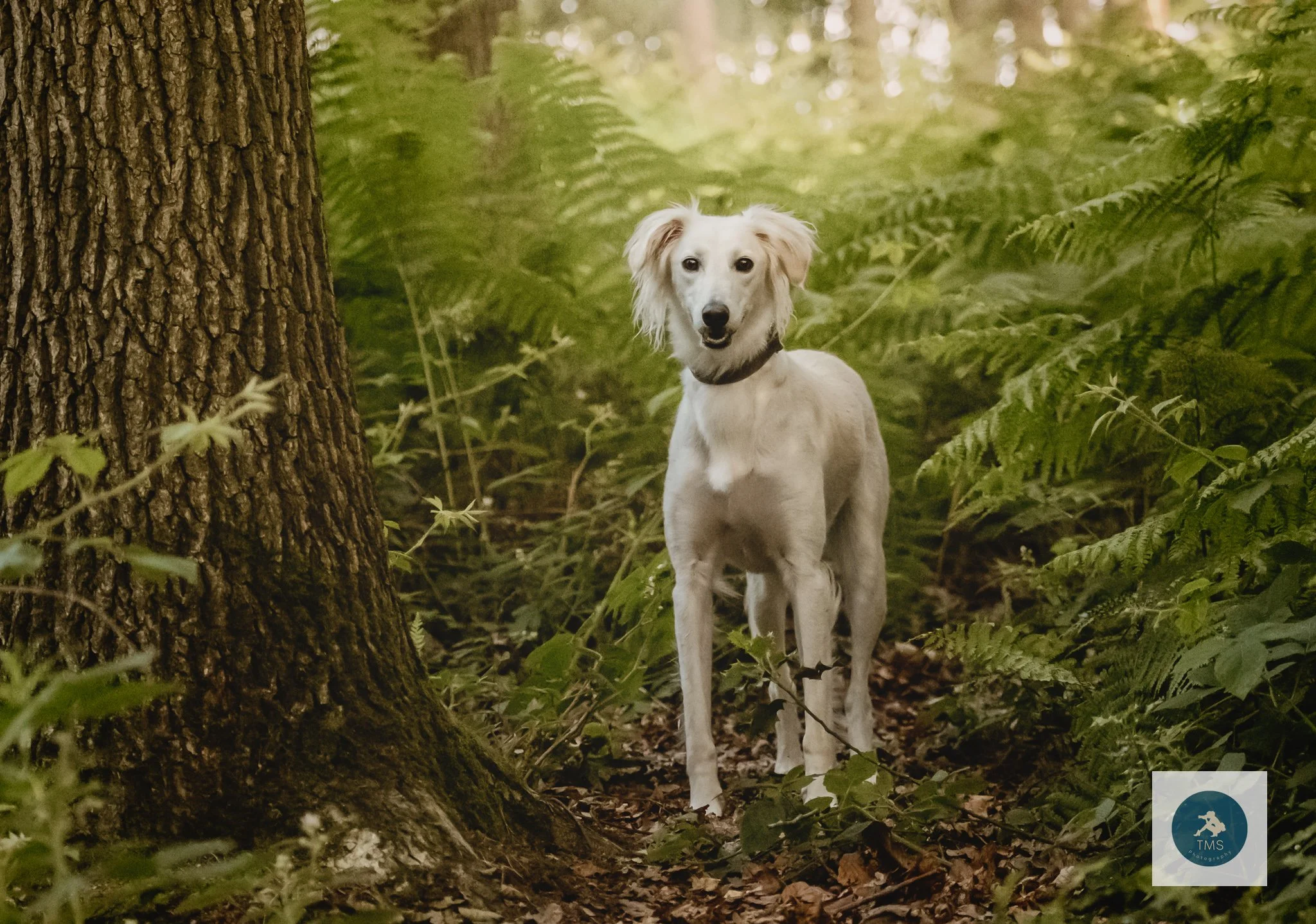 When Is It Too Hot for an Equine or Dog Photoshoot?