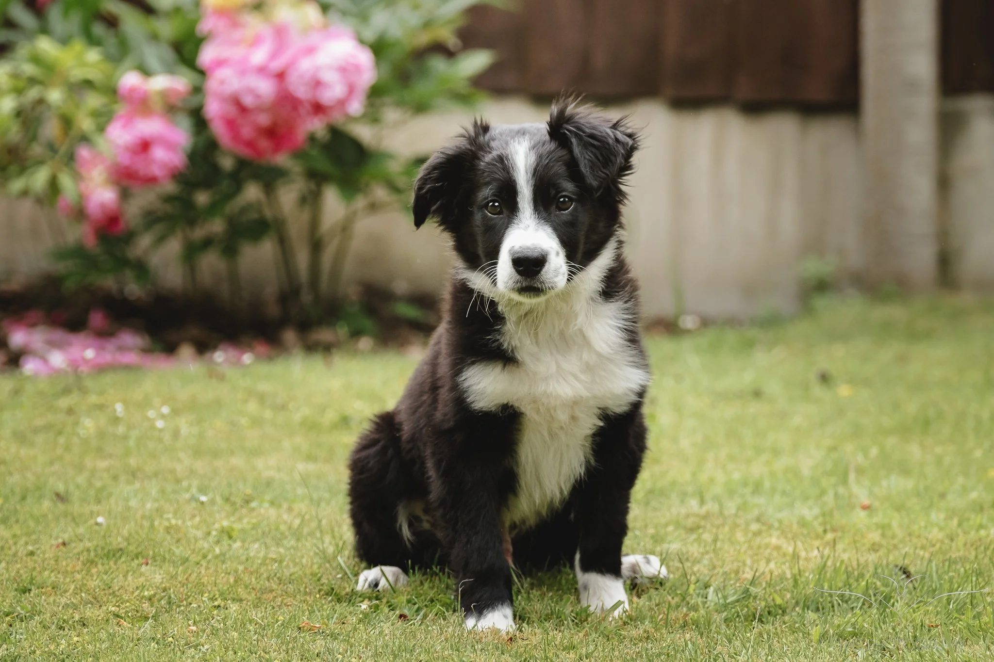 Eddie's First Portraits | A Home Puppy Photoshoot in Staffordshire