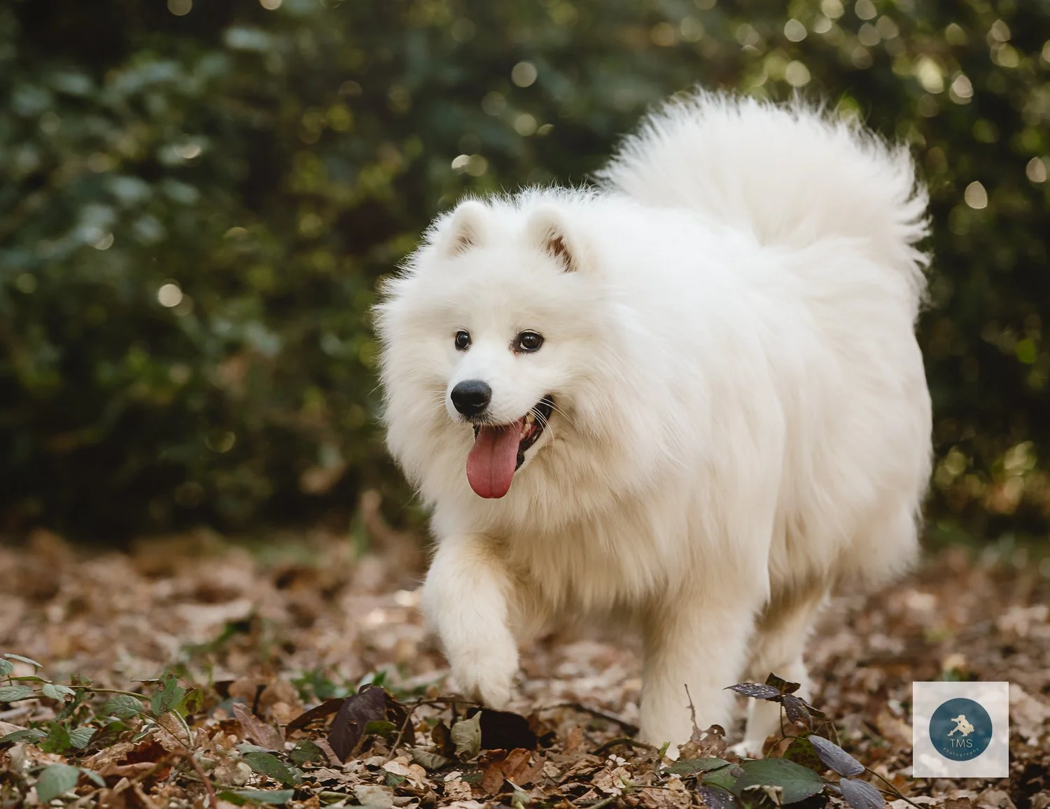 Samoyed-dog-photography-3.jpg