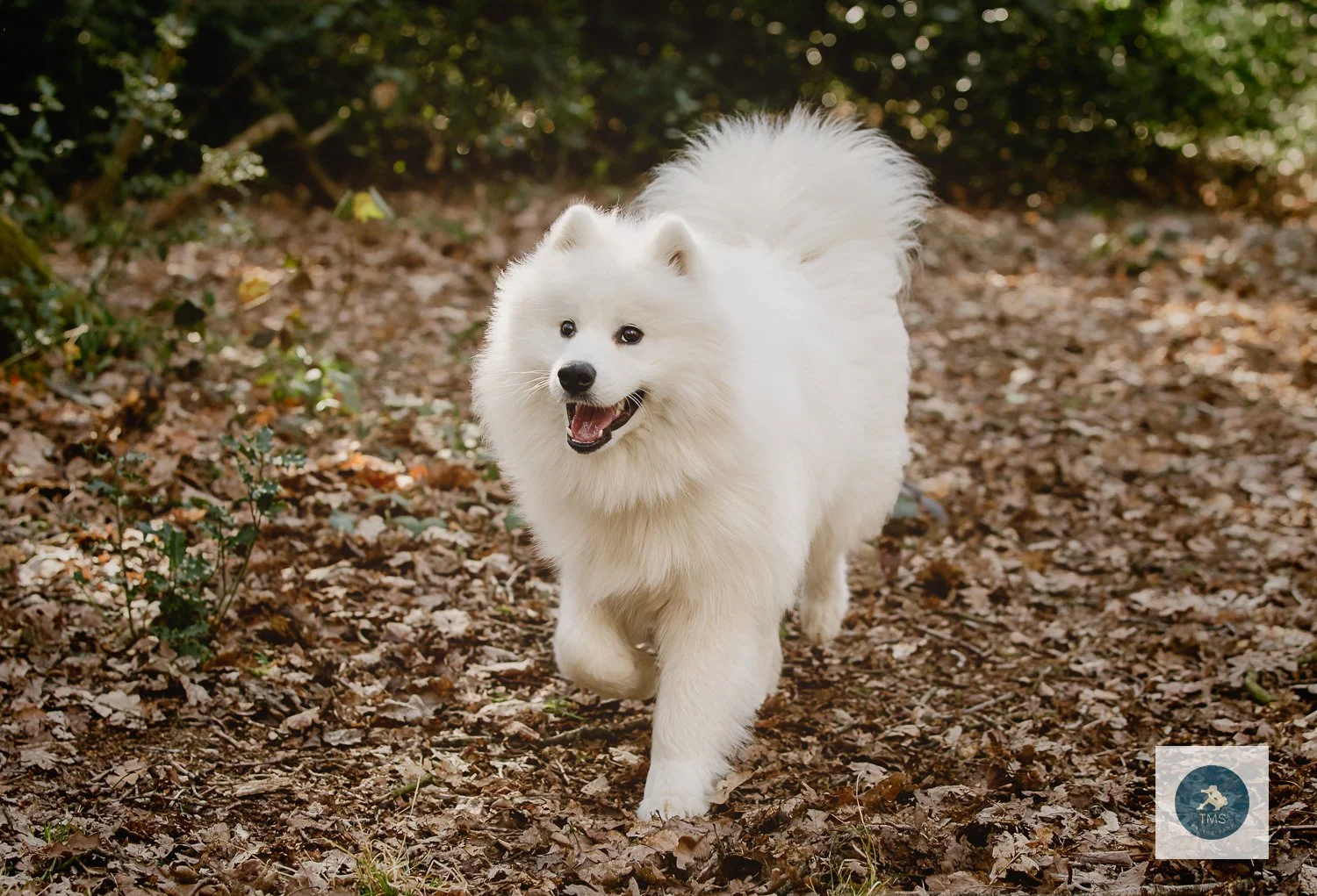 Samoyed-dog-photography-2.jpg