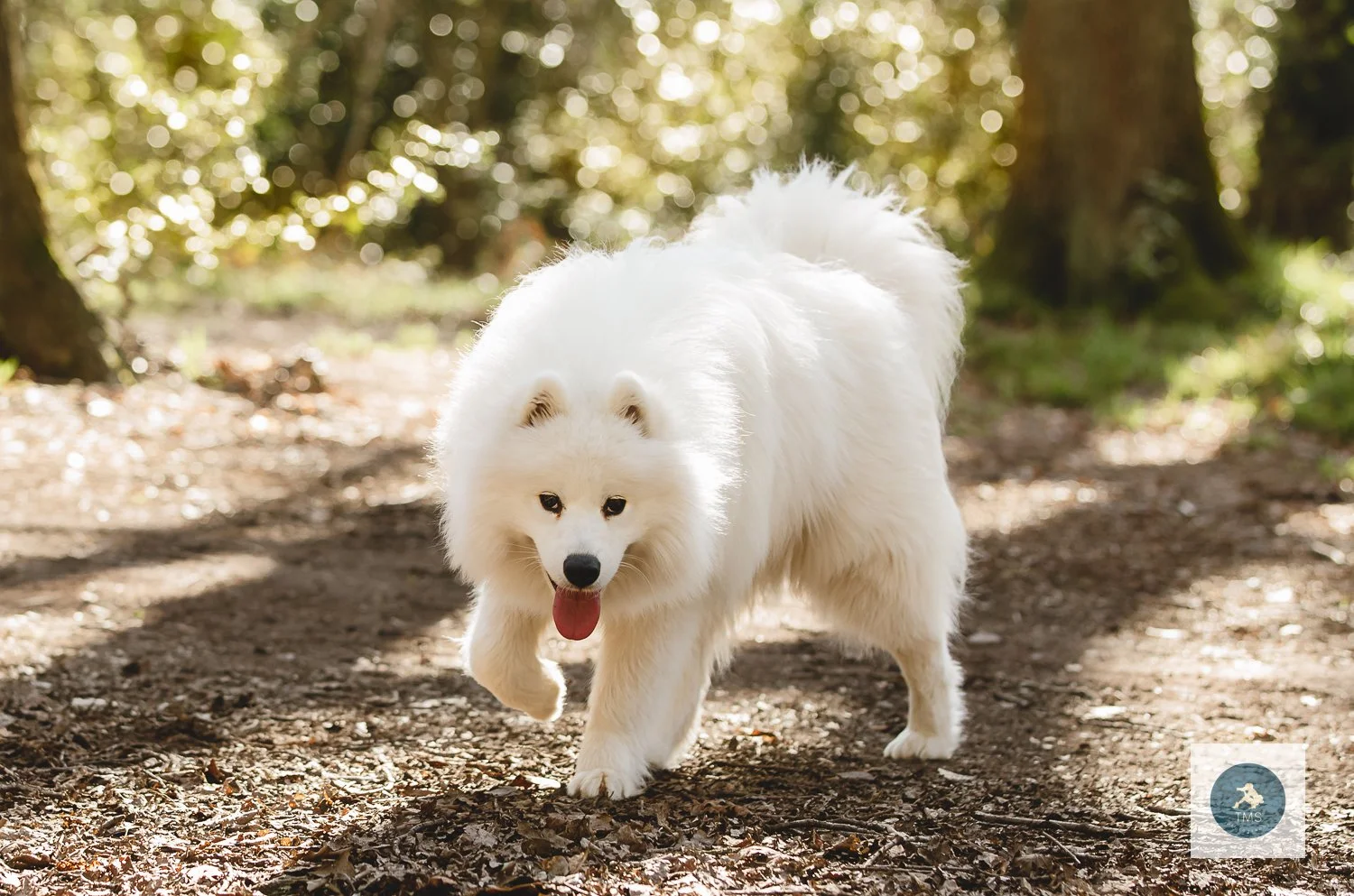 Samoyed-dog-photography-4.jpg