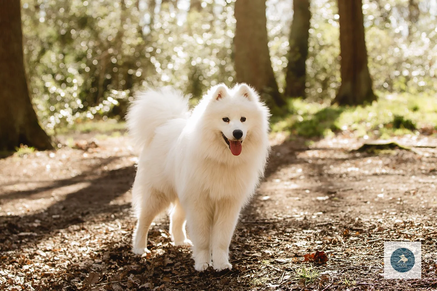 Samoyed-dog-photography-5.jpg