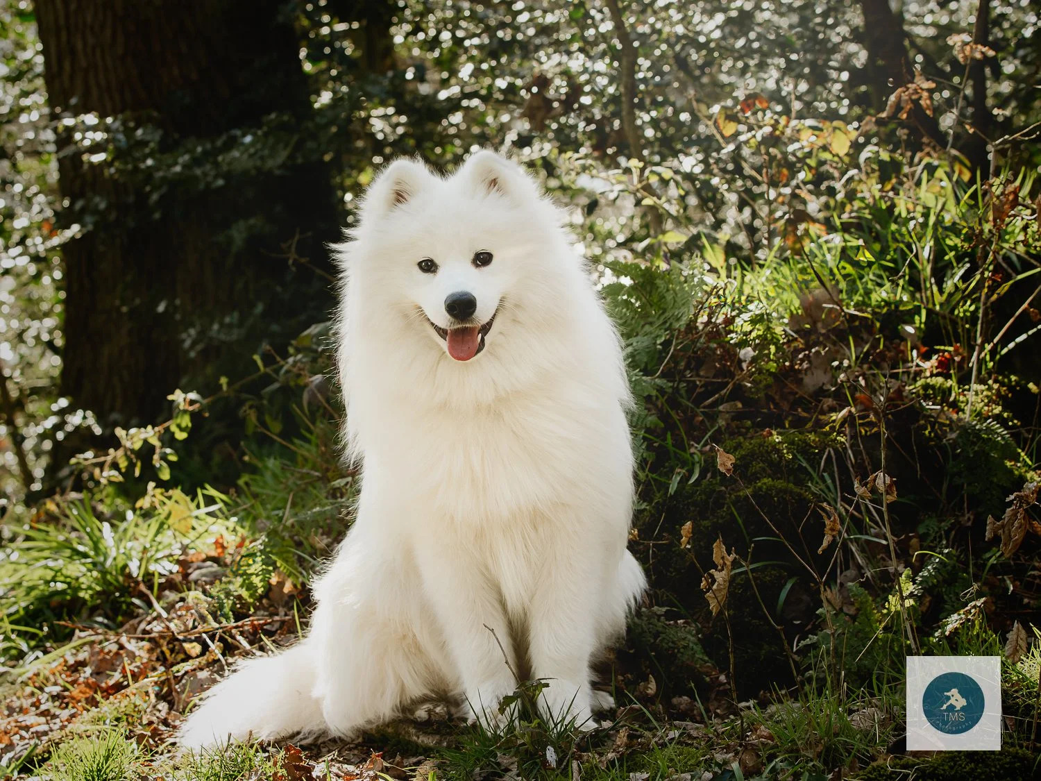 Samoyed-dog-photography-6.jpg