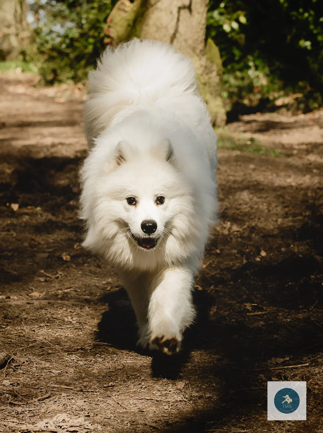 Samoyed-dog-photography-7.jpg