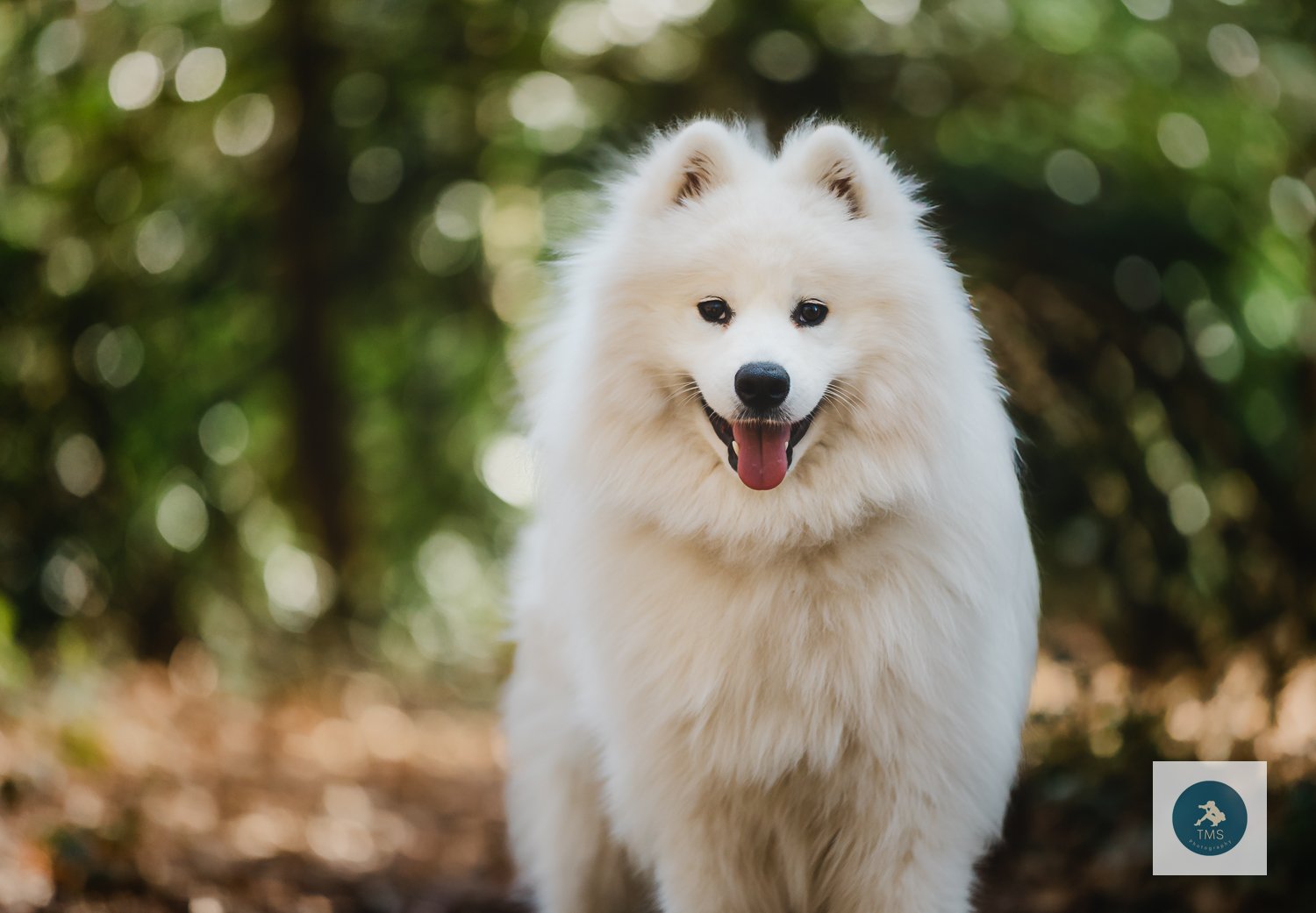 Samoyed-dog-photography-8.jpg