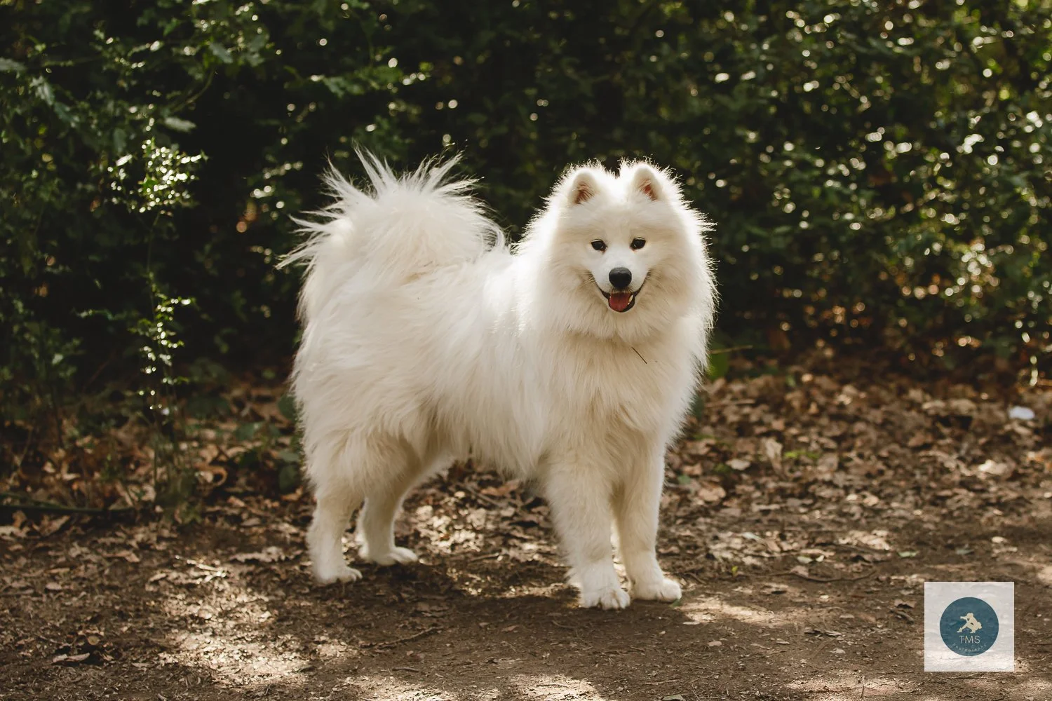 Samoyed-dog-photography-9.jpg