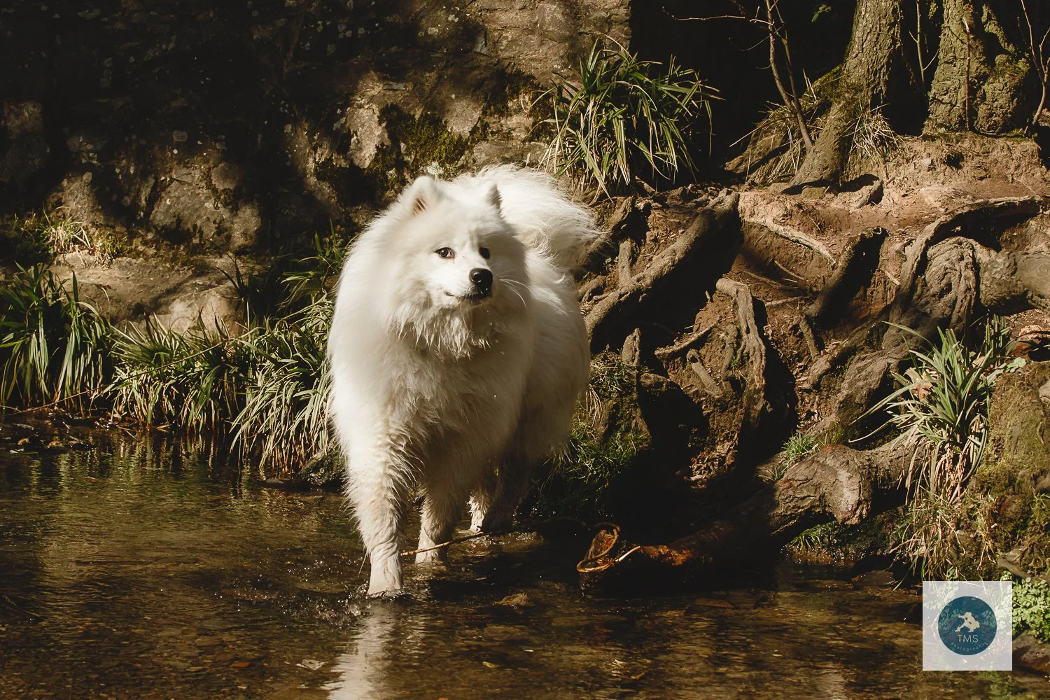 Samoyed-dog-photography-10.jpg