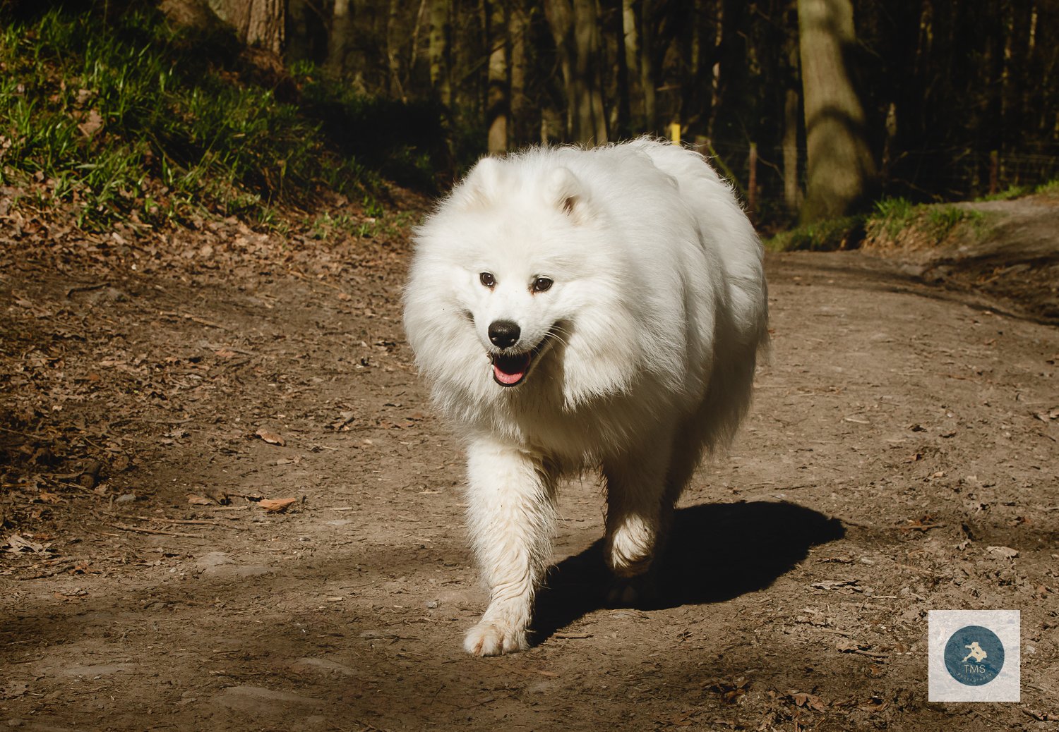 Samoyed-dog-photography-12.jpg