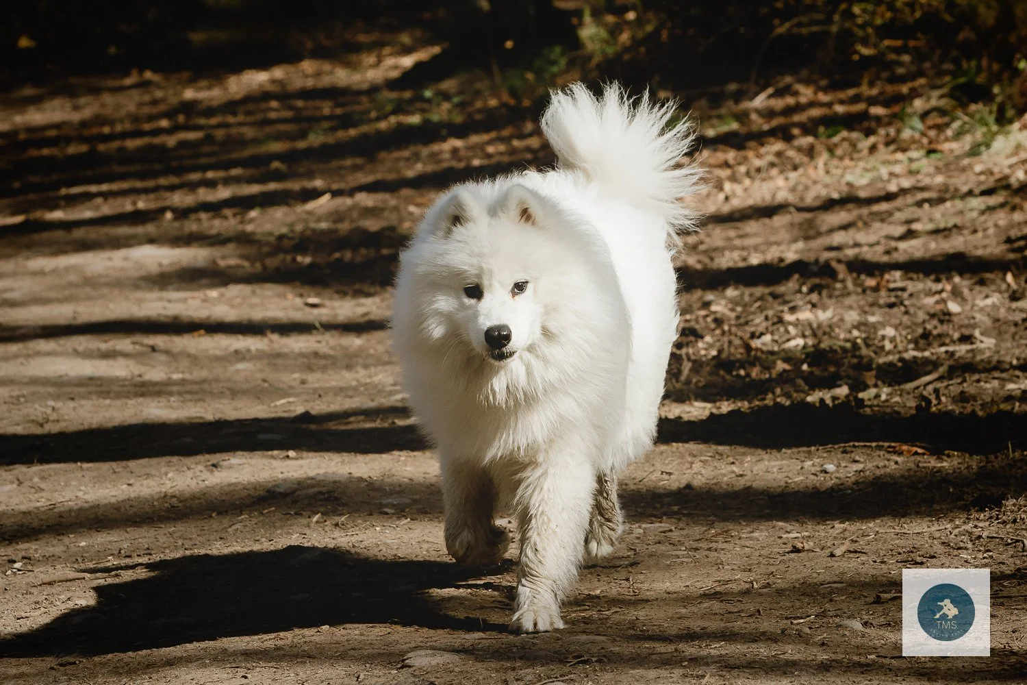 Samoyed-dog-photography-13.jpg