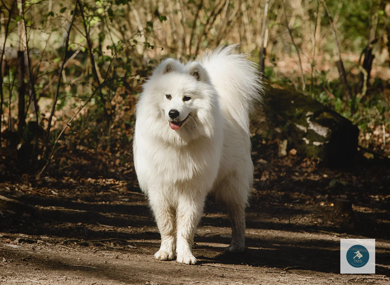 Samoyed-dog-photography-14.jpg