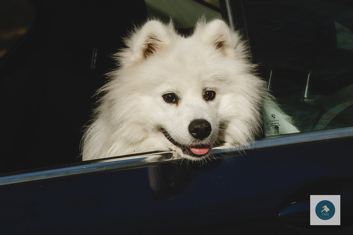 Samoyed-dog-photography-15.jpg