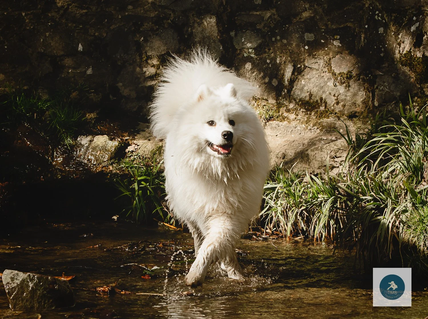 Rediscovered: Teddy the Samoyed | Swithland Woods Dog Photography