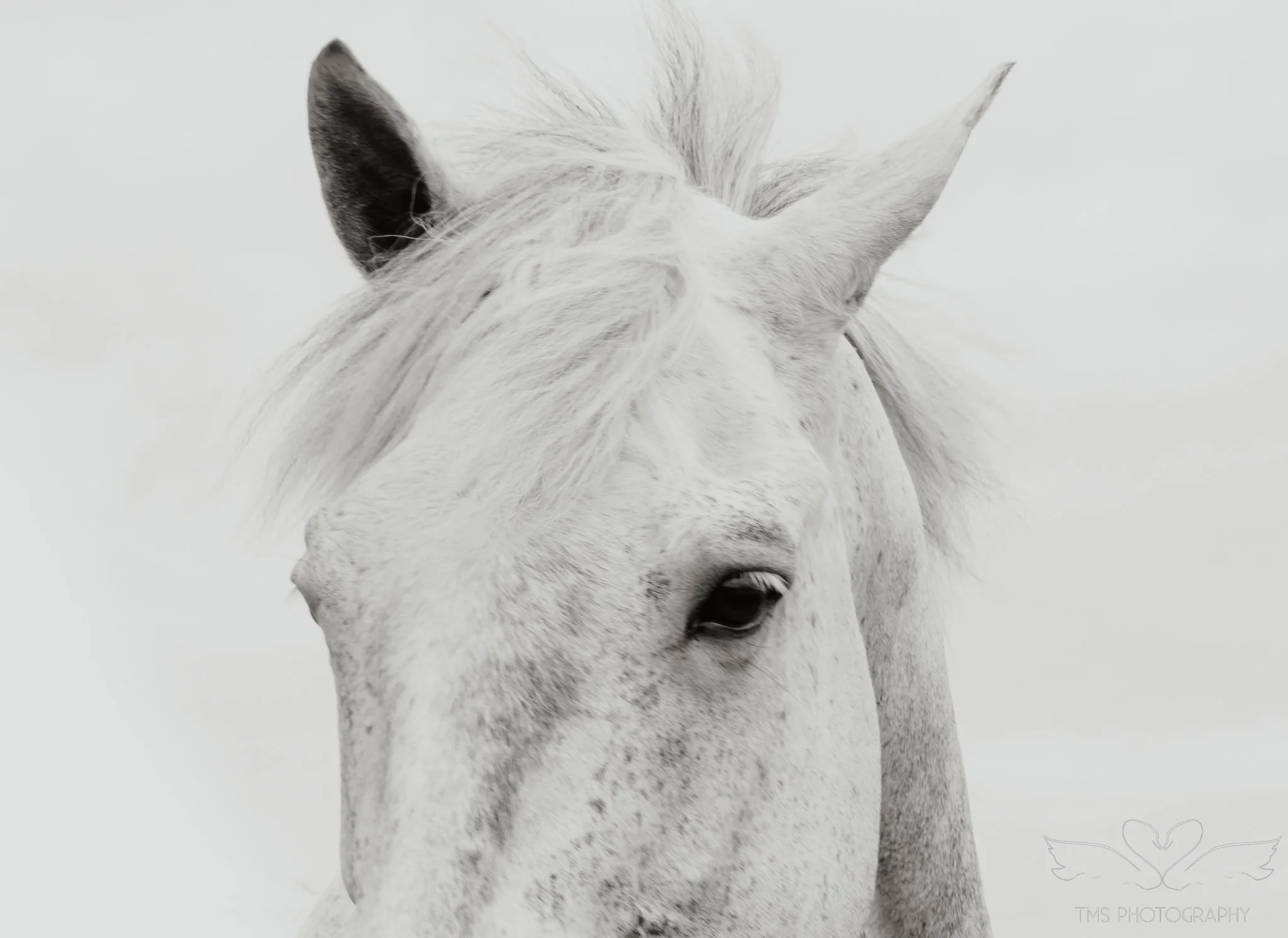When Horses Become Motion: An Artistic Equine Experiment in the New Forest