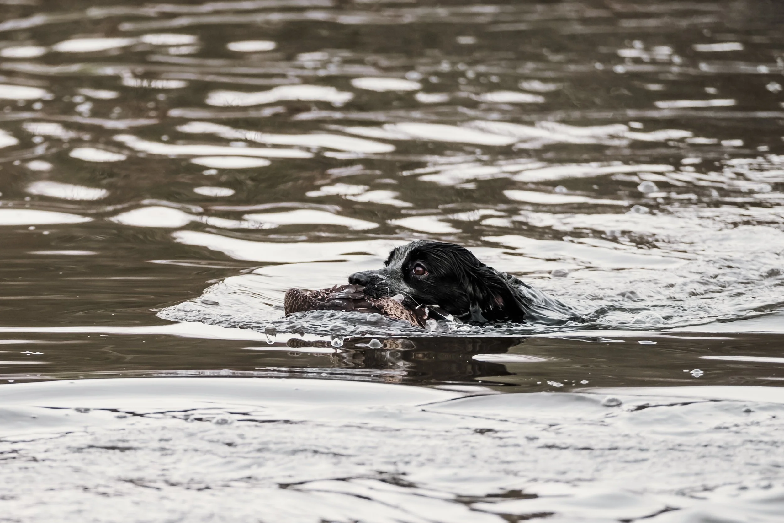 shooting-gundog-photography-86.jpg