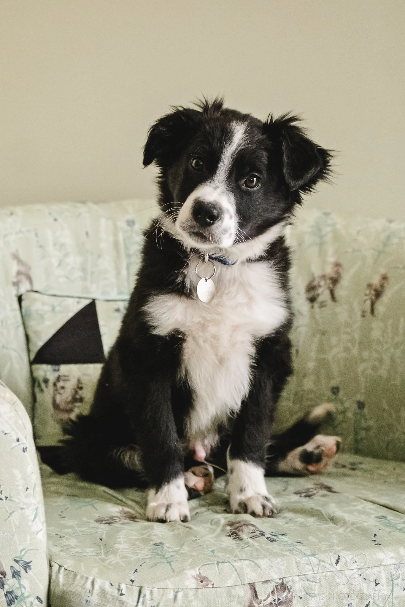 Border Collie puppy sitting in a conservatory