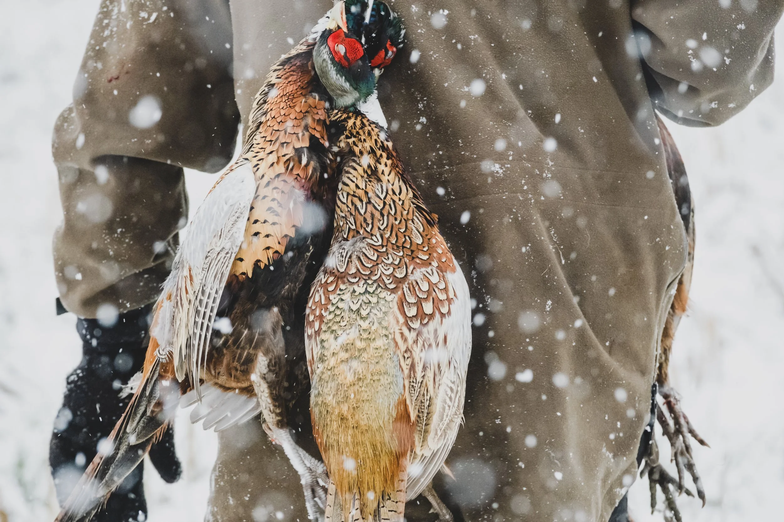 shooting-gundog-photography-9.jpg
