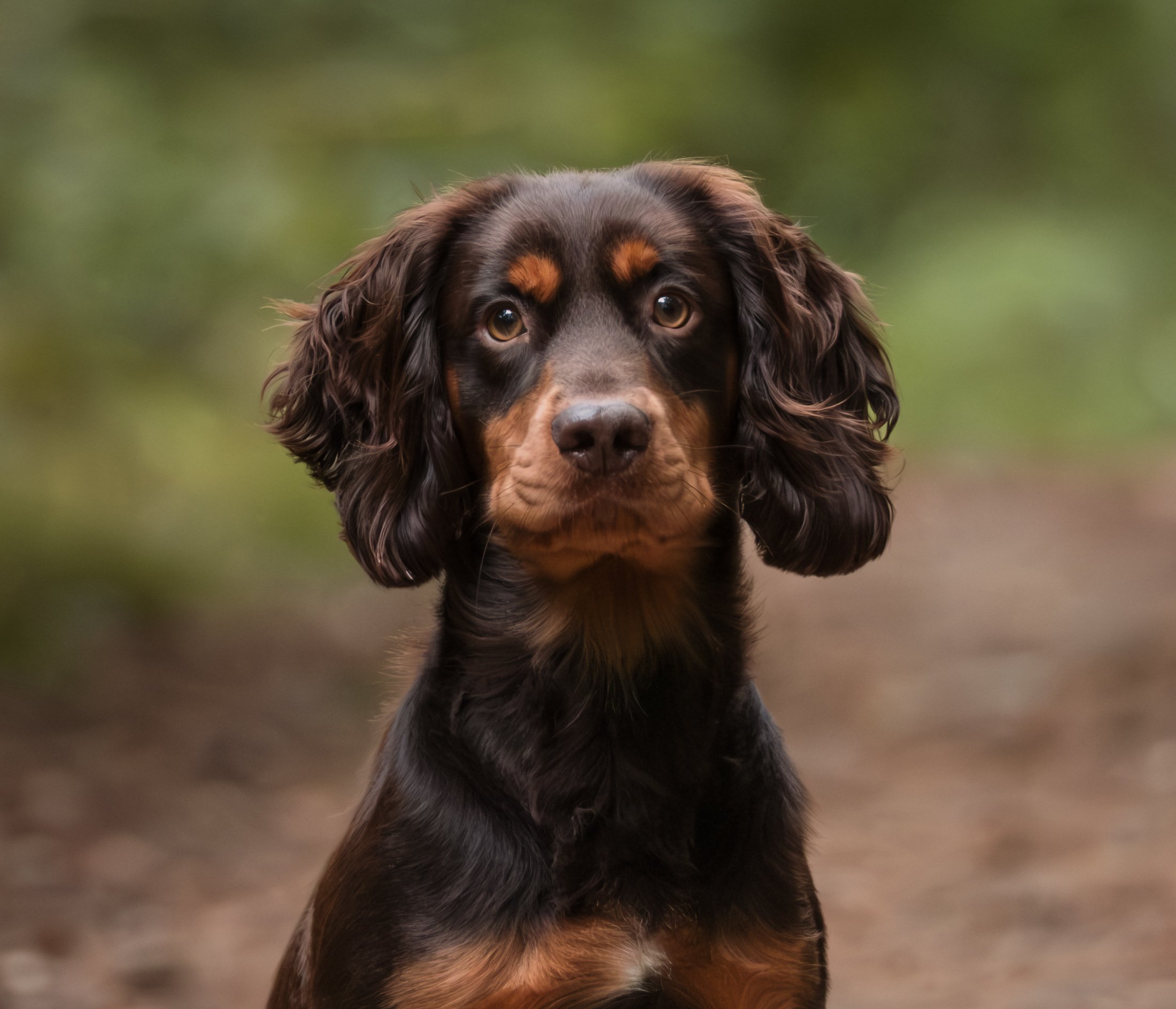 A close-up of a brown and black dog with long ears and expressive eyes, outdoors with a blurred green background.