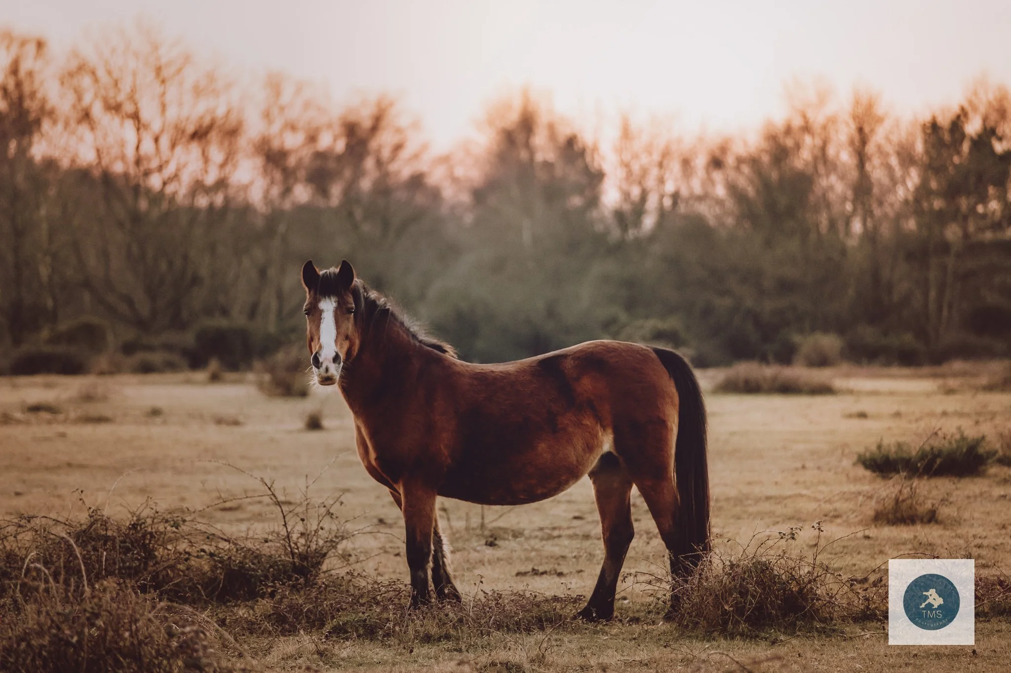 Storytelling photography: New Forest wildlife in natural light