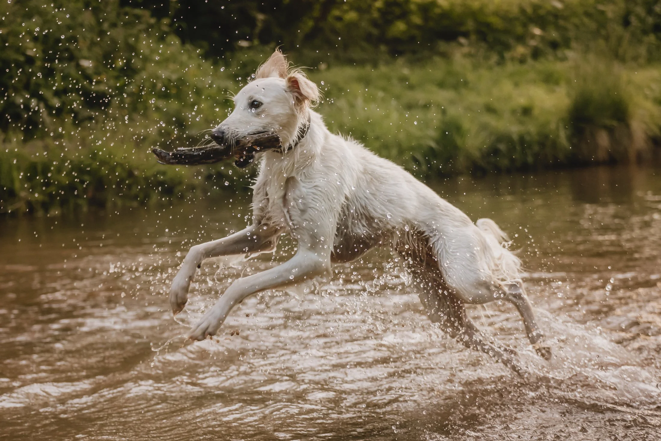 Dog catching a stick while jumping into a body of water, surrounded by greenery.