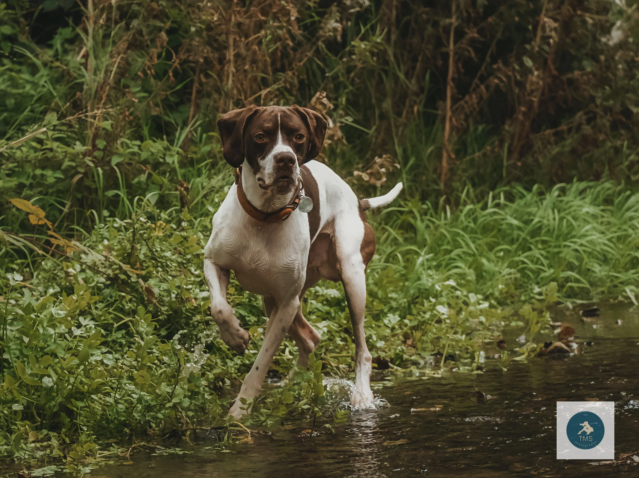 GSP enjoying the water