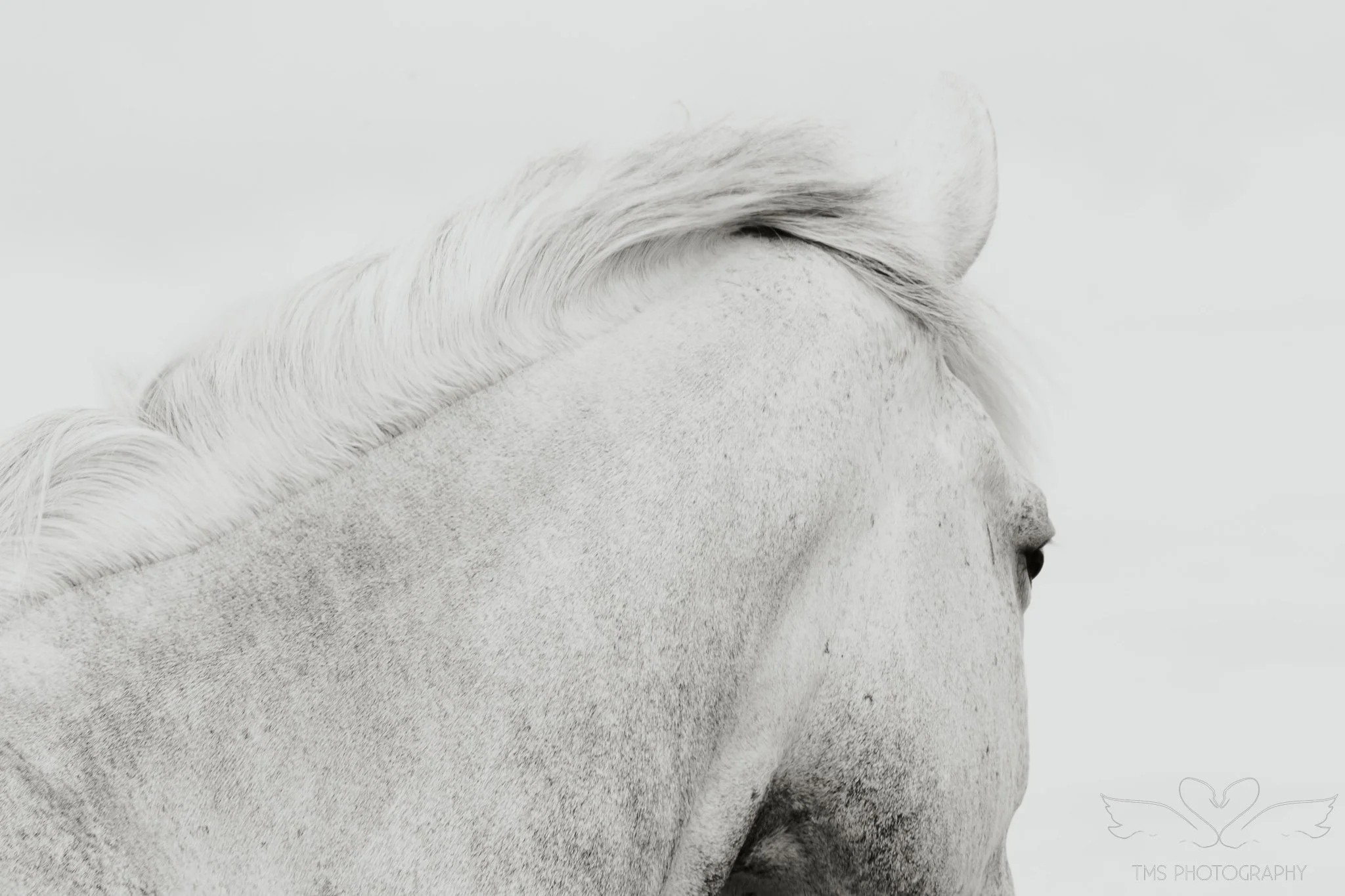 Artistic New Forest equine photograph combining movement blur with areas of sharp detail